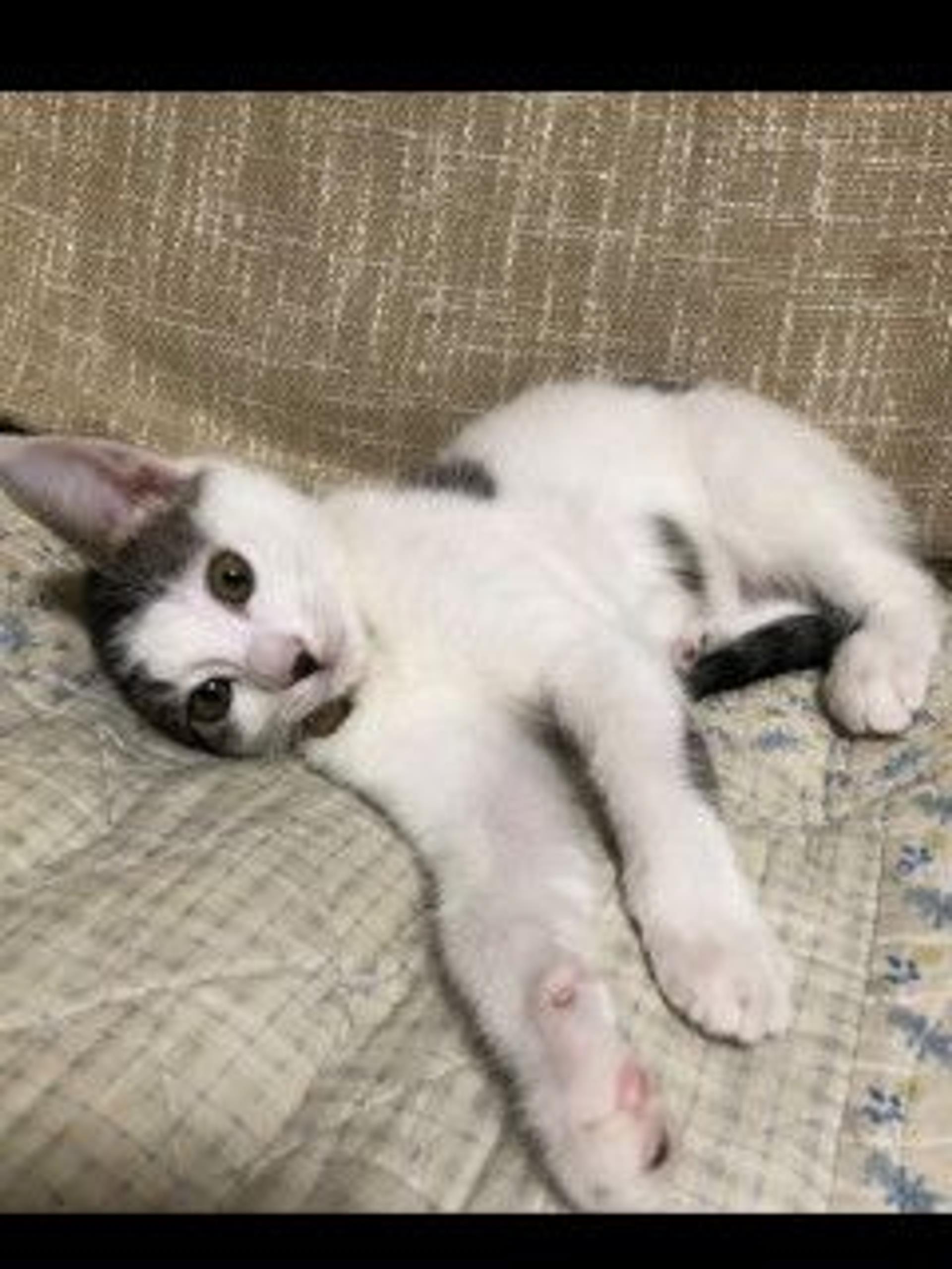 pet-image-4