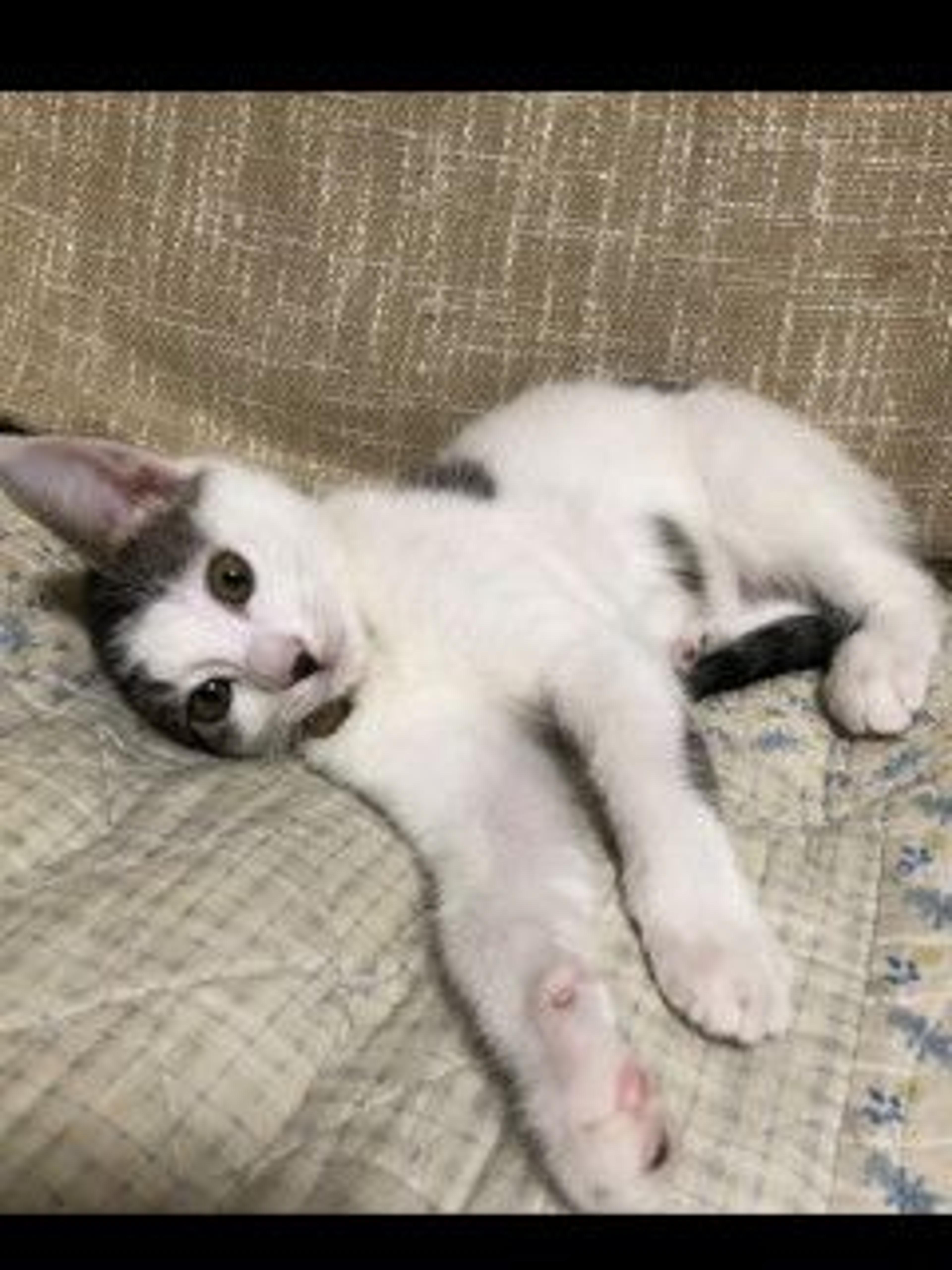pet-image-4