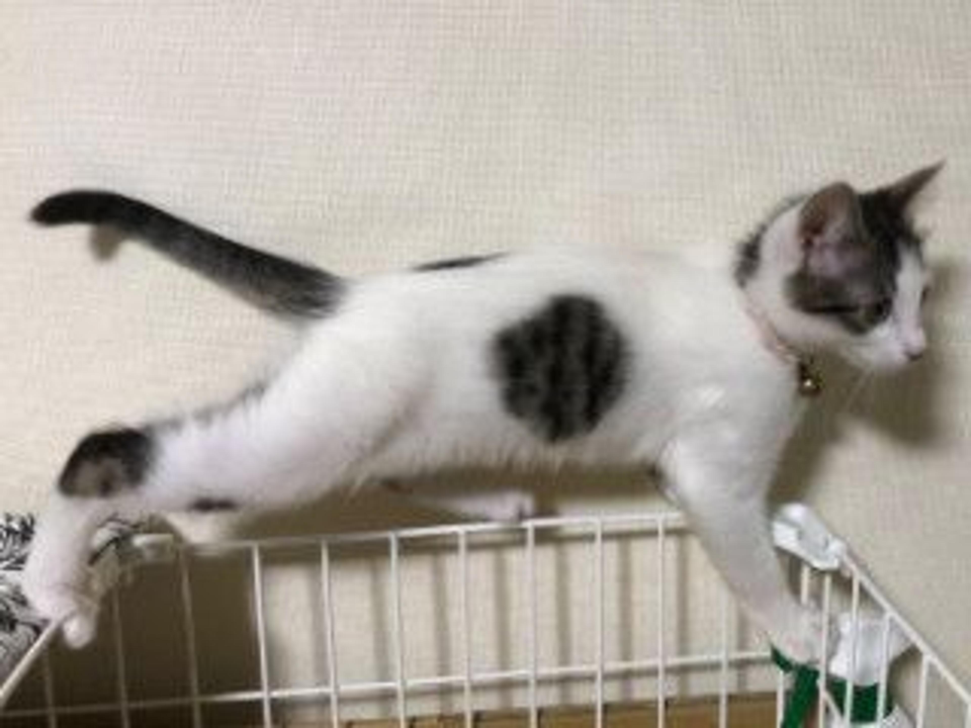 pet-image-5