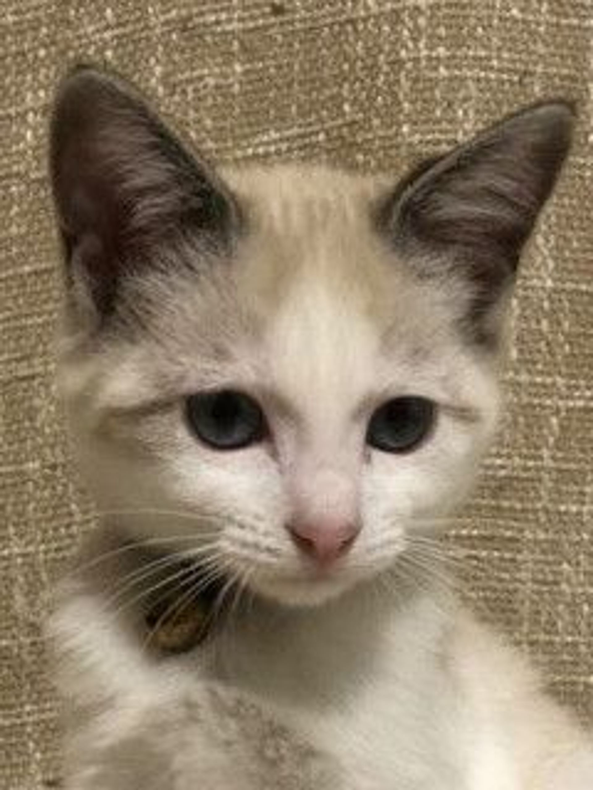 雑種（ミックス猫）・メスの里親募集の写真