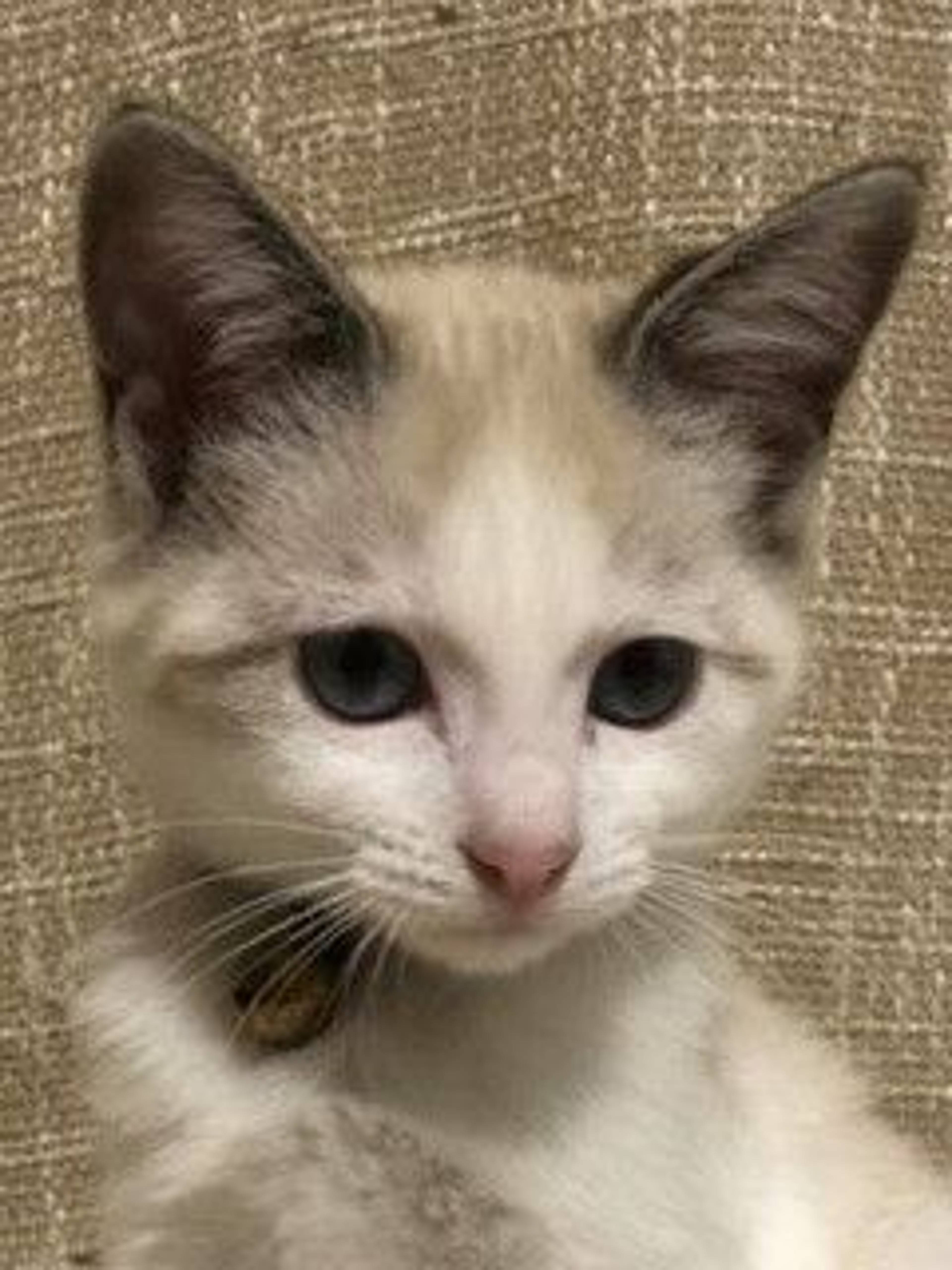 雑種（ミックス猫）・メスの里親募集の写真