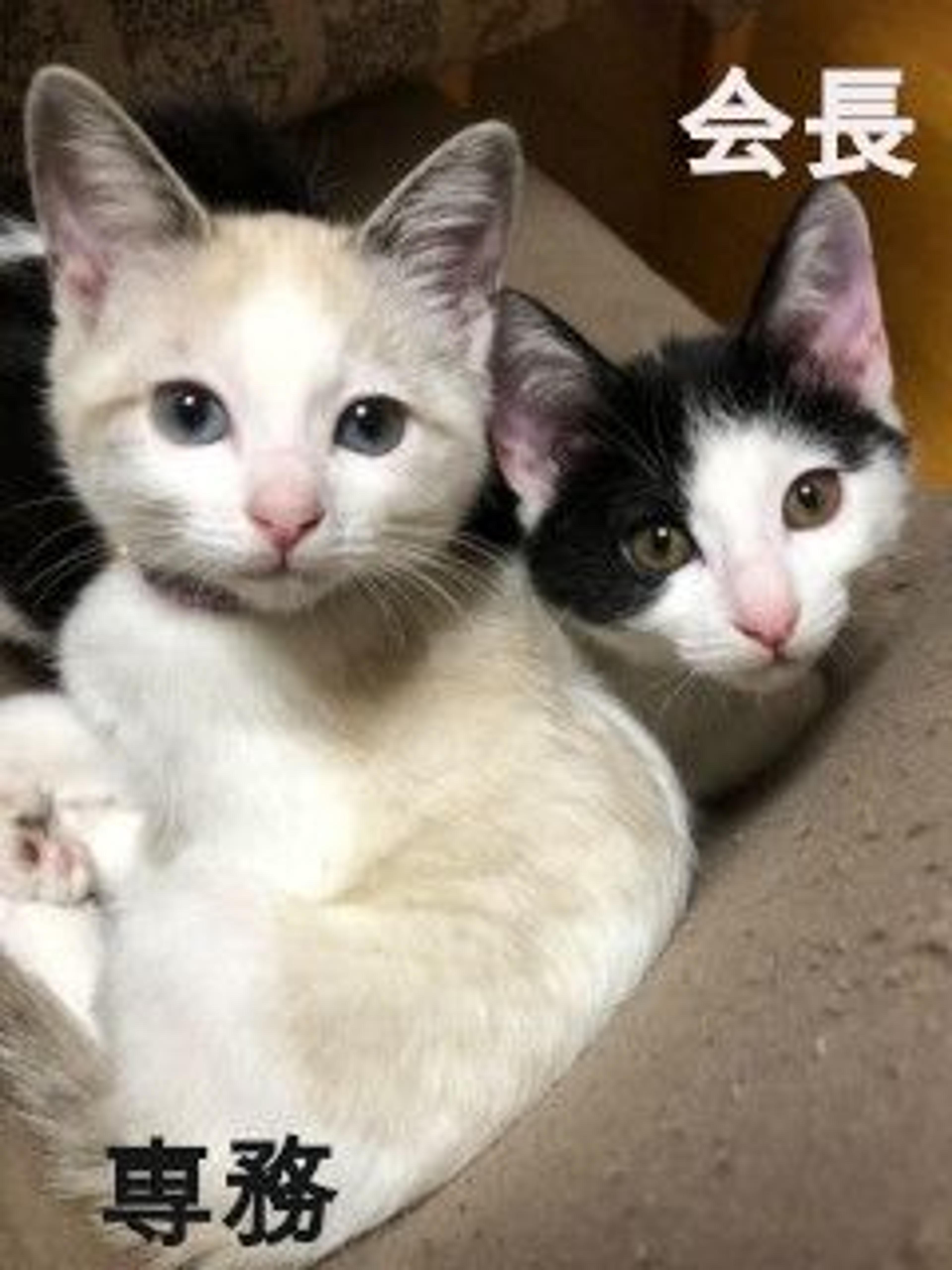 pet-image-3