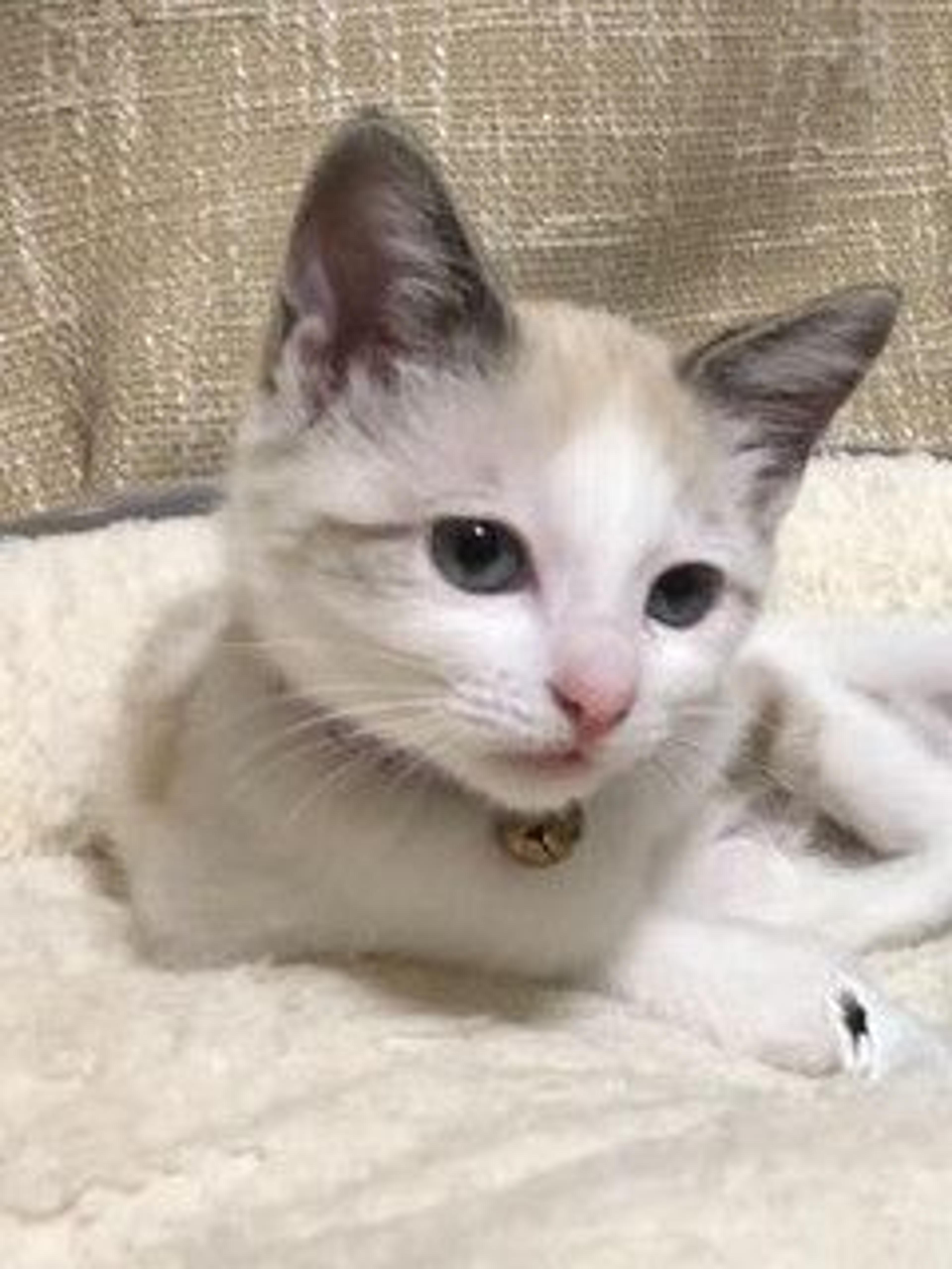 pet-image-4