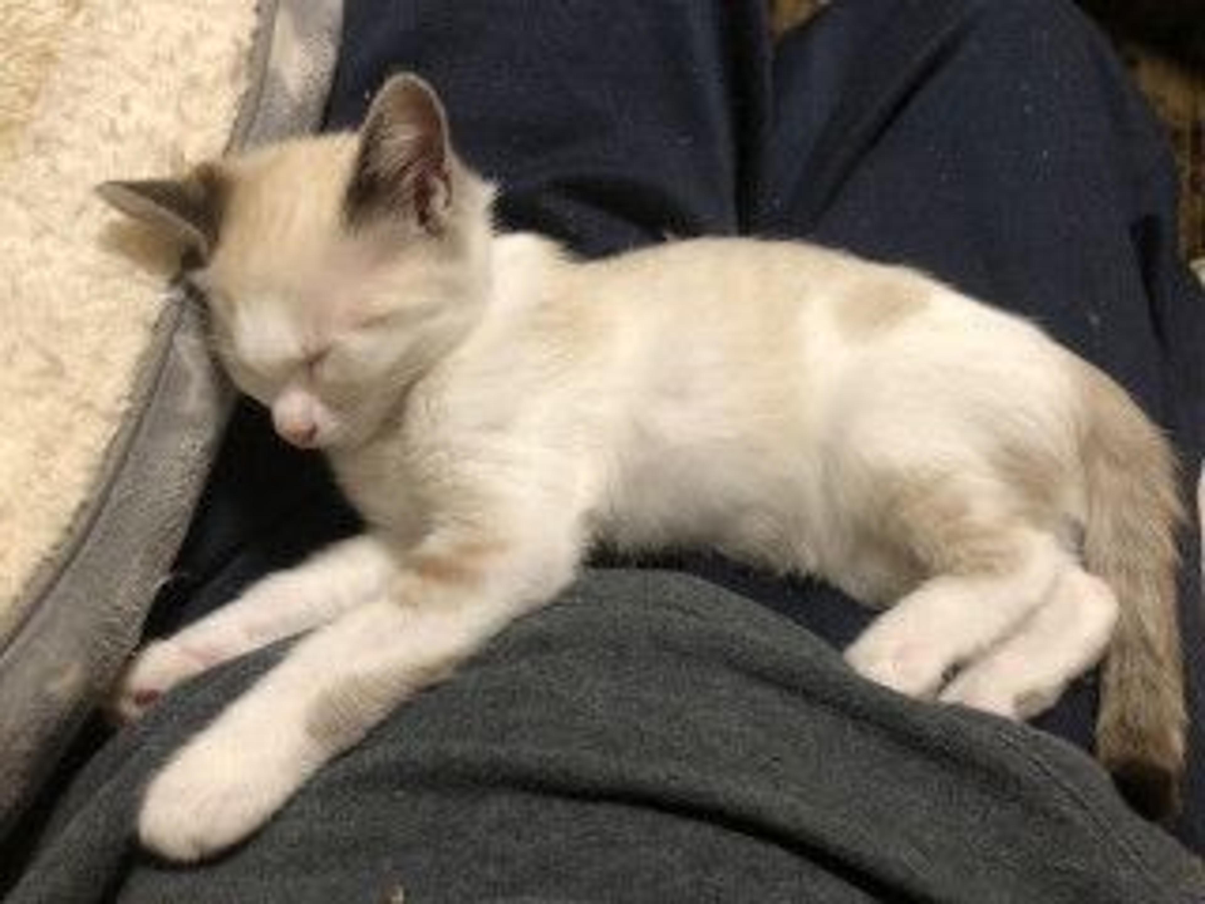 pet-image-5