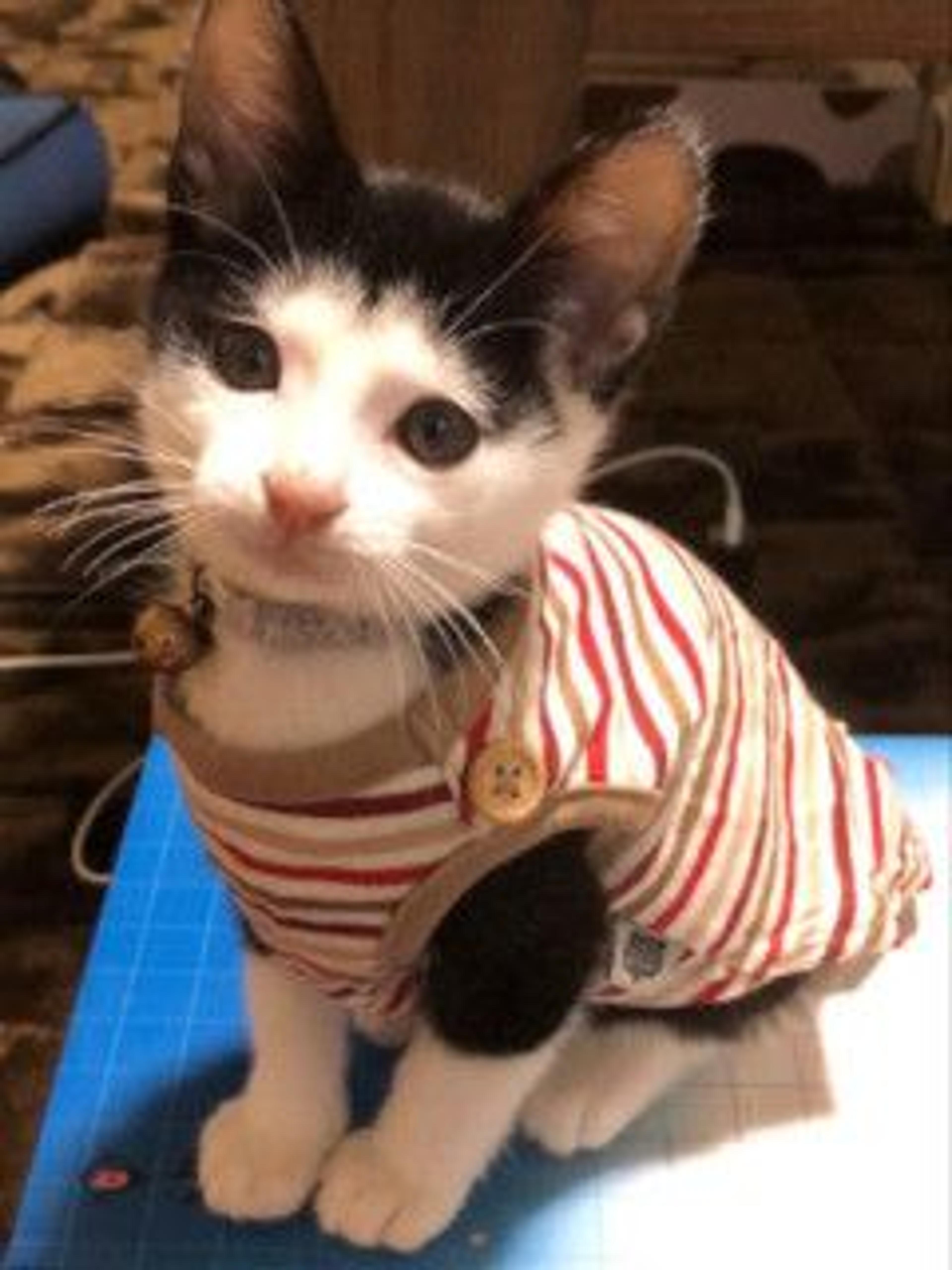pet-image-2