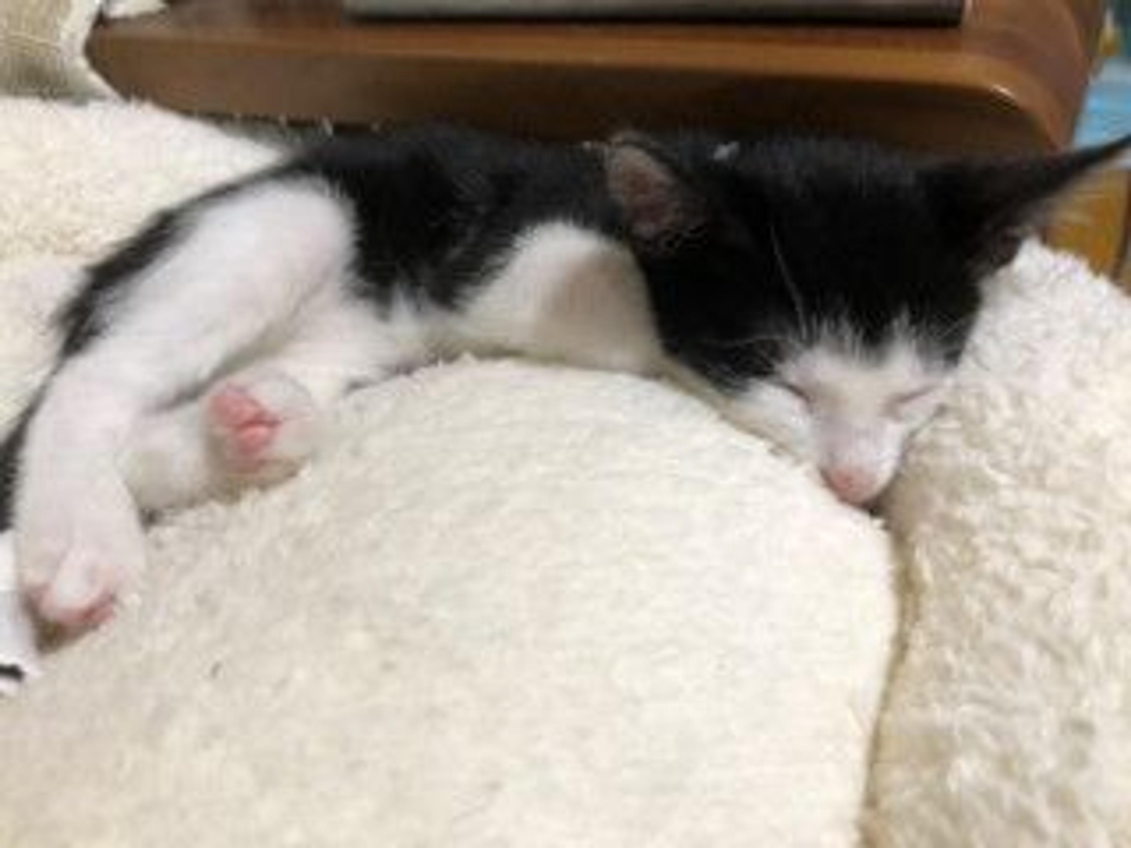 pet-image-5