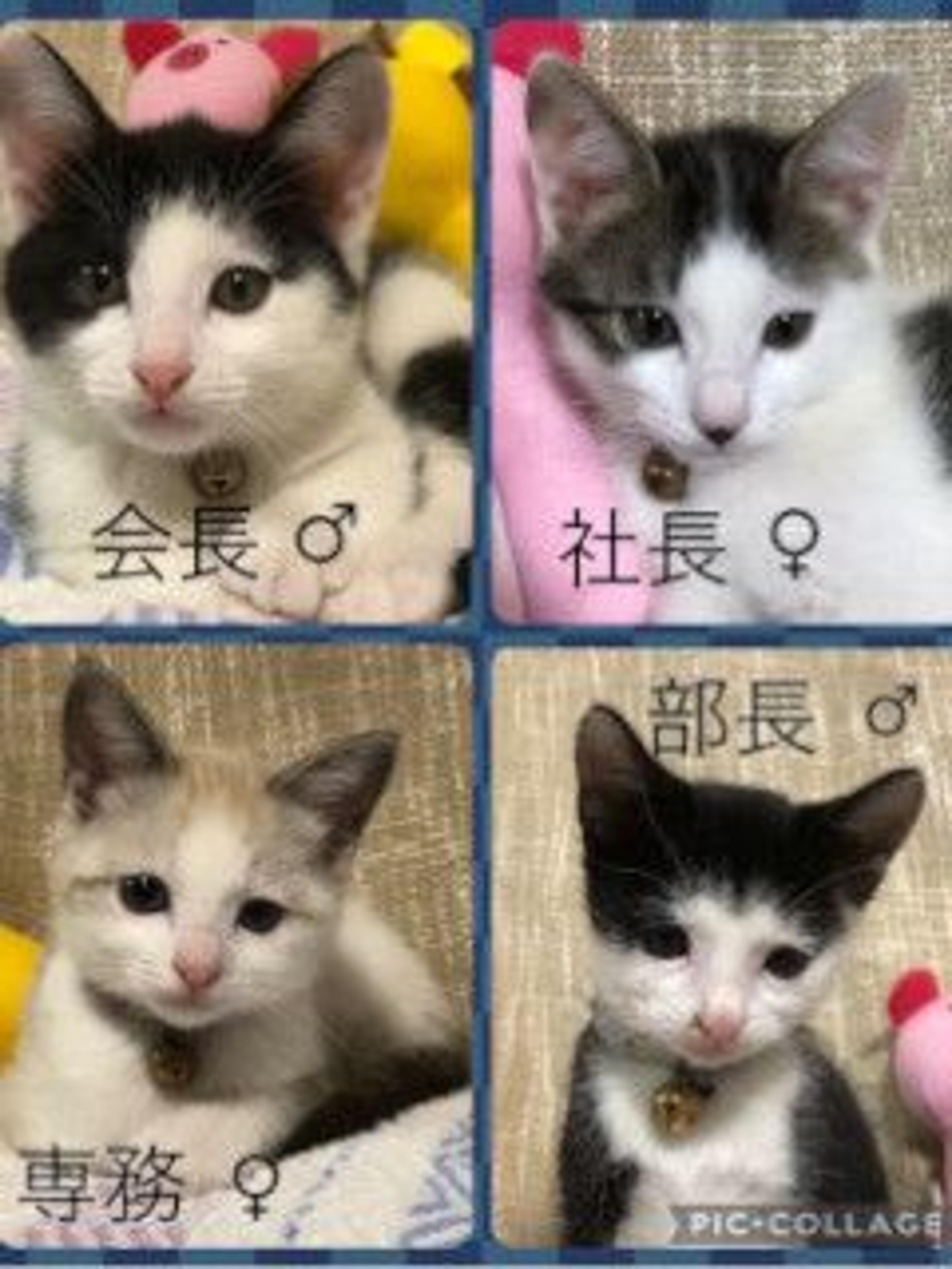 pet-image-6