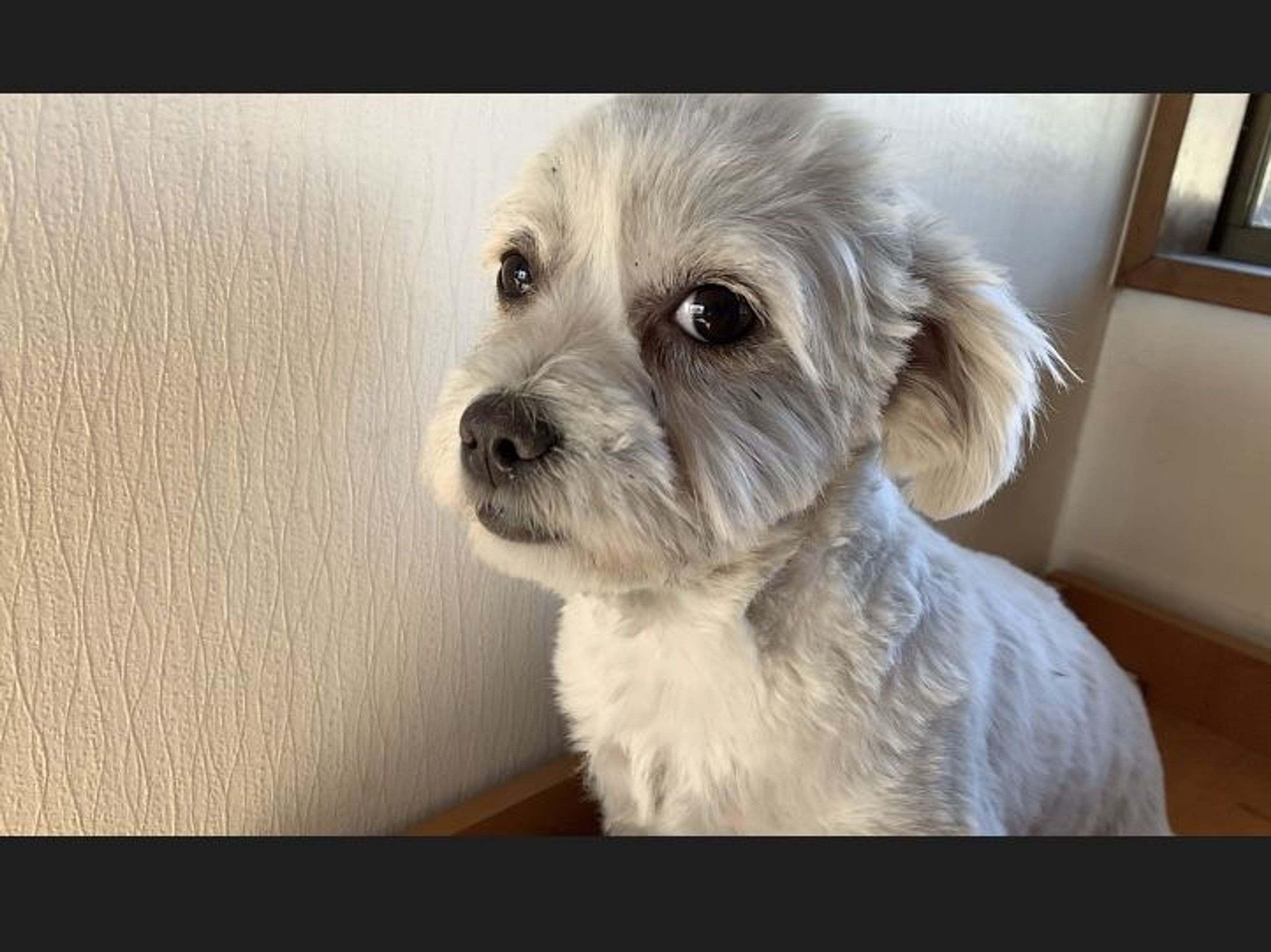 雑種（ミックス犬）・メスの里親募集の写真