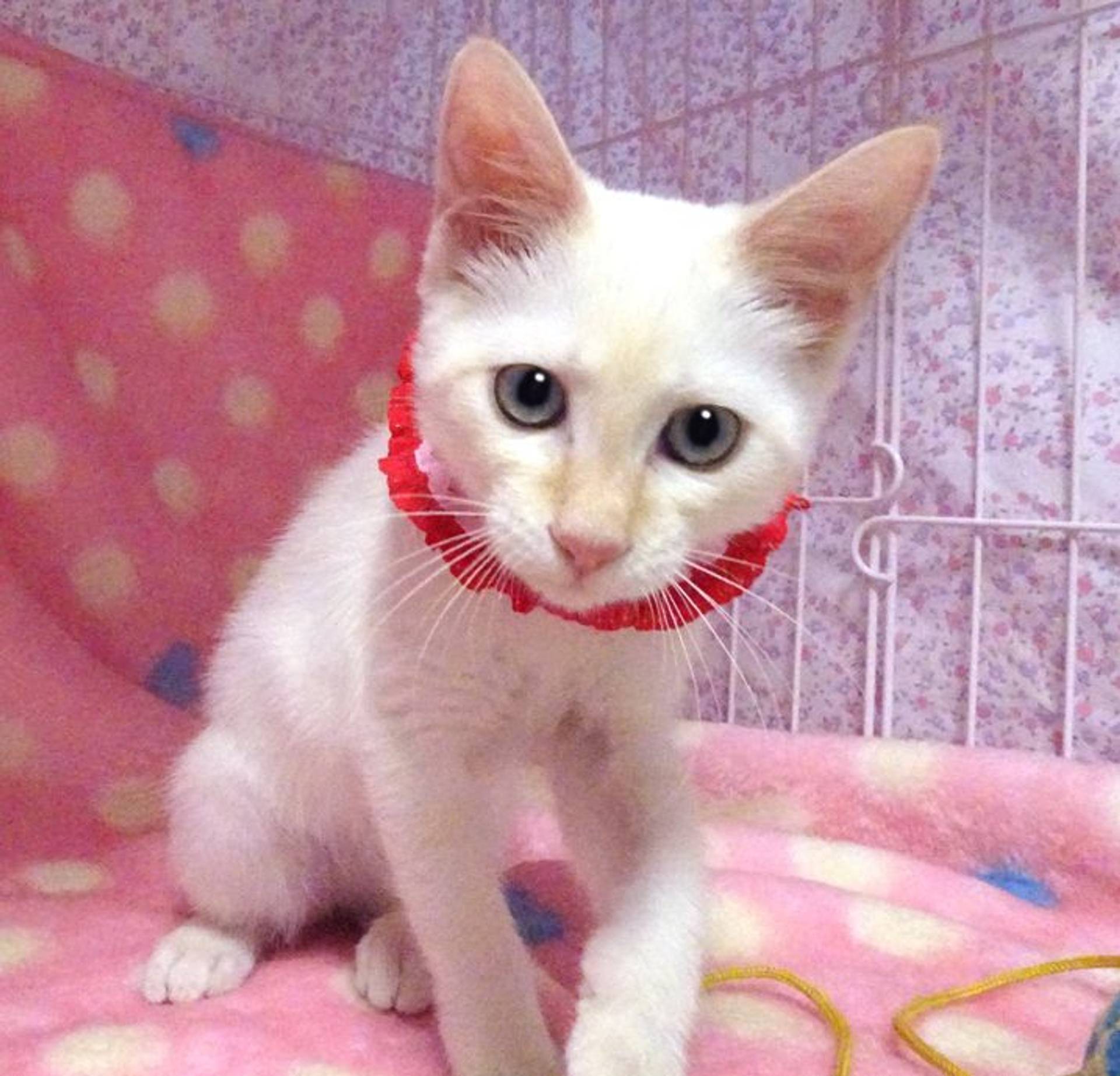 雑種（ミックス猫）・メスの里親募集の写真