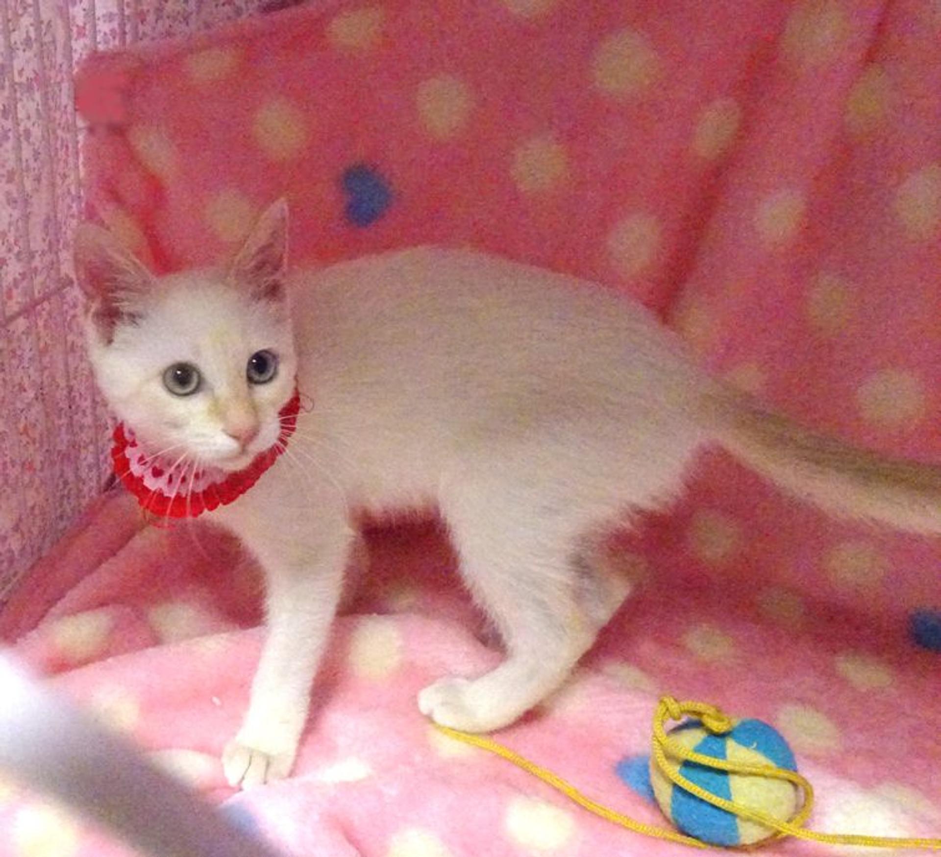pet-image-3