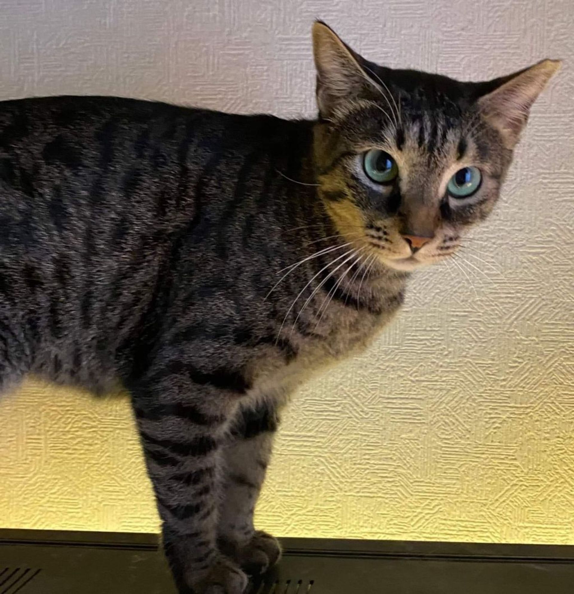 雑種（ミックス猫）・メスの里親募集の写真