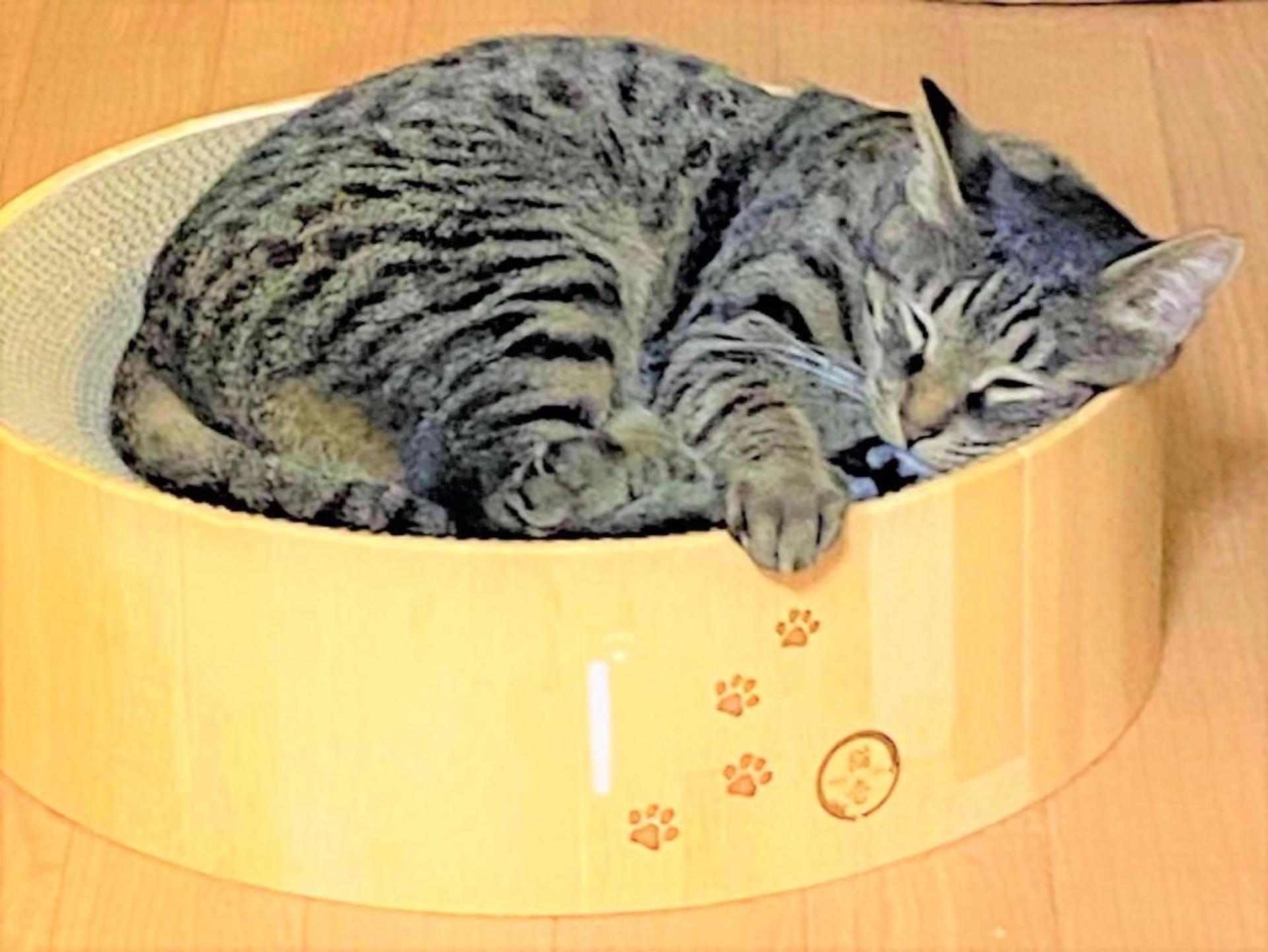pet-image-9