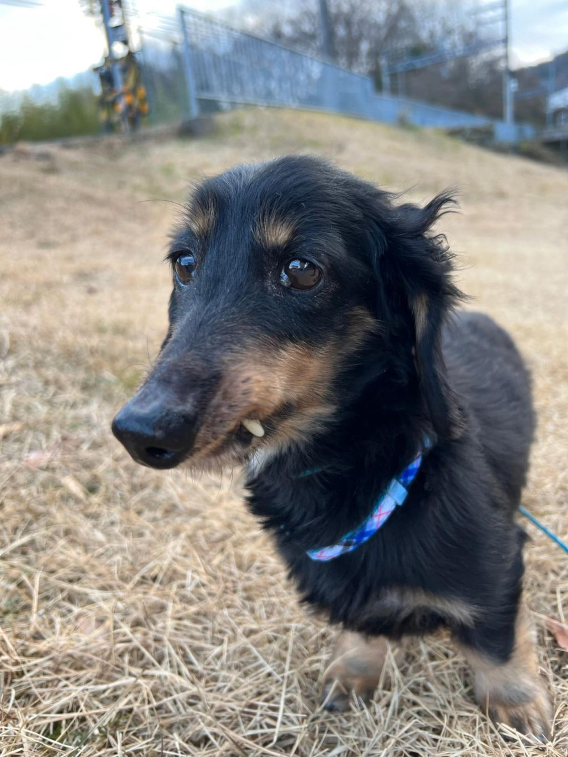 pet-image-3