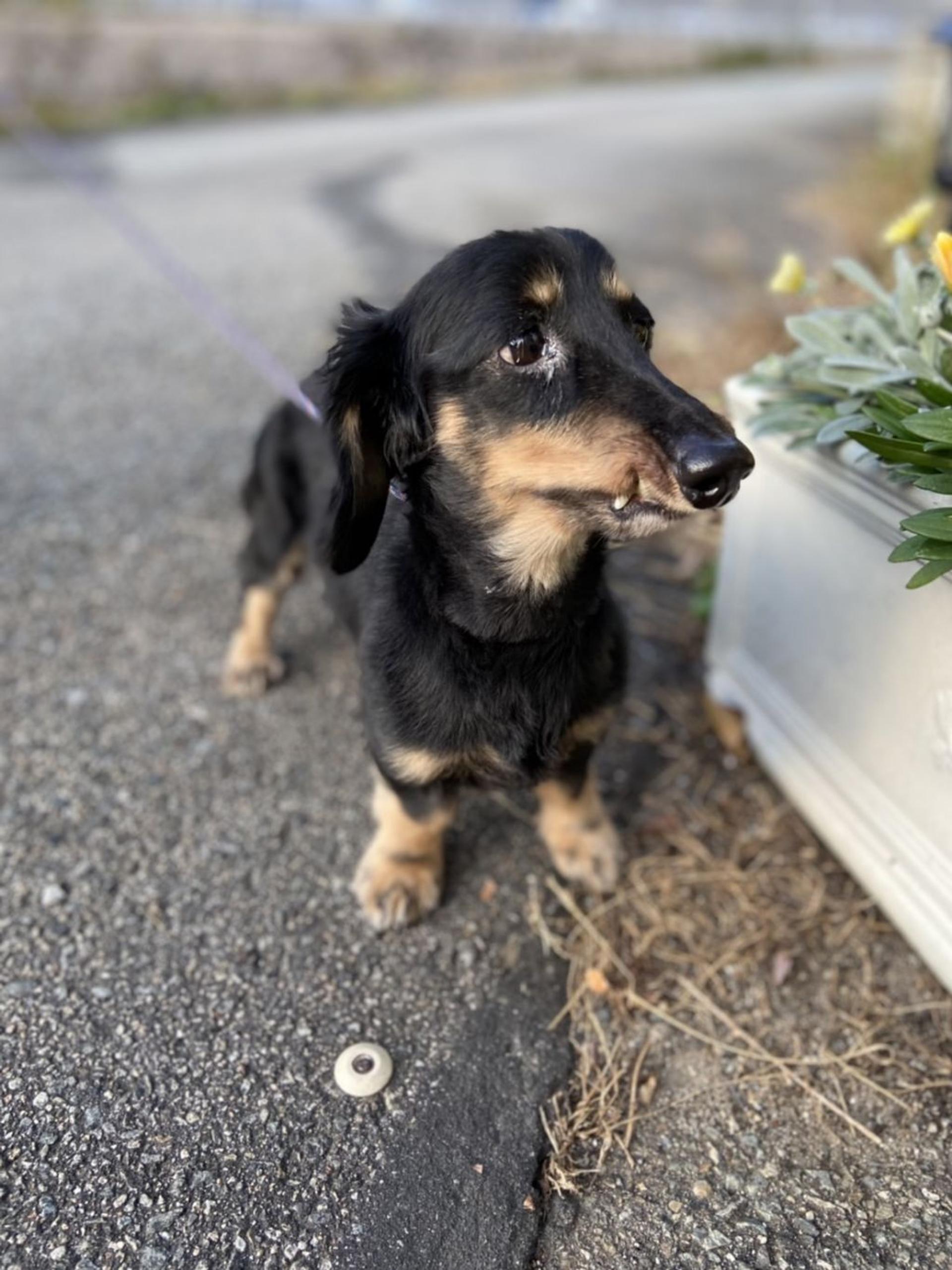 pet-image-4