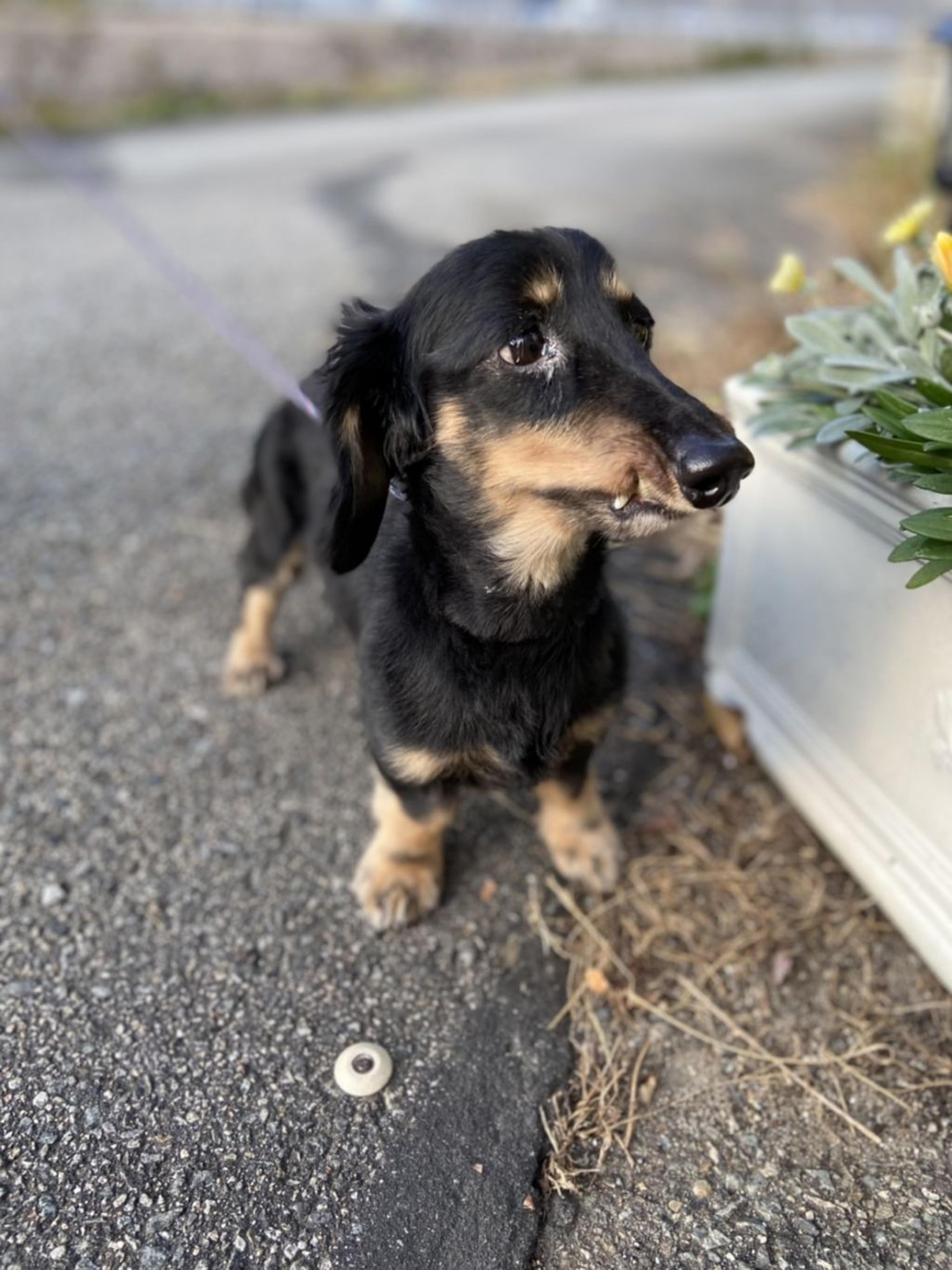 pet-image-4