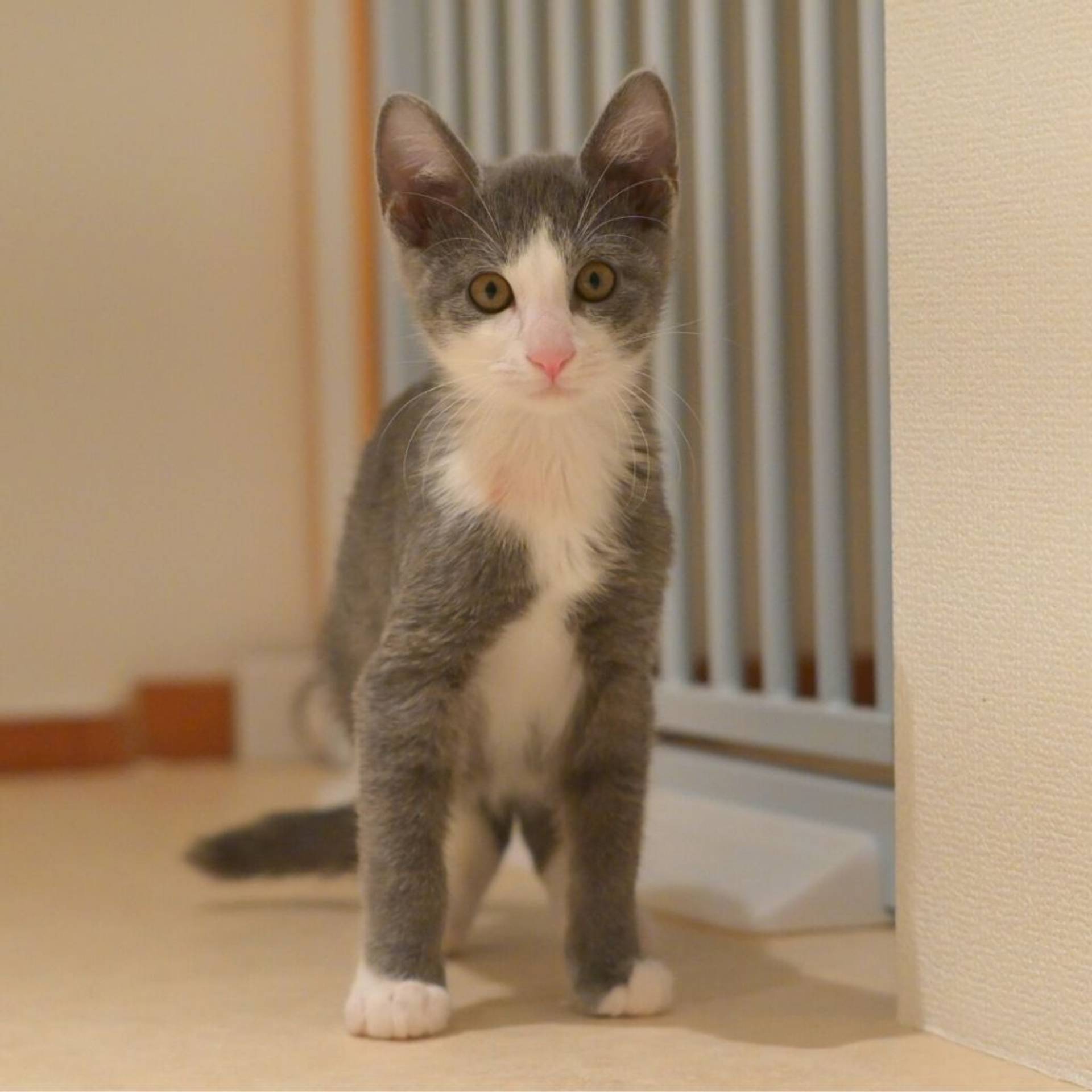 雑種（ミックス猫）・オスの里親募集の写真