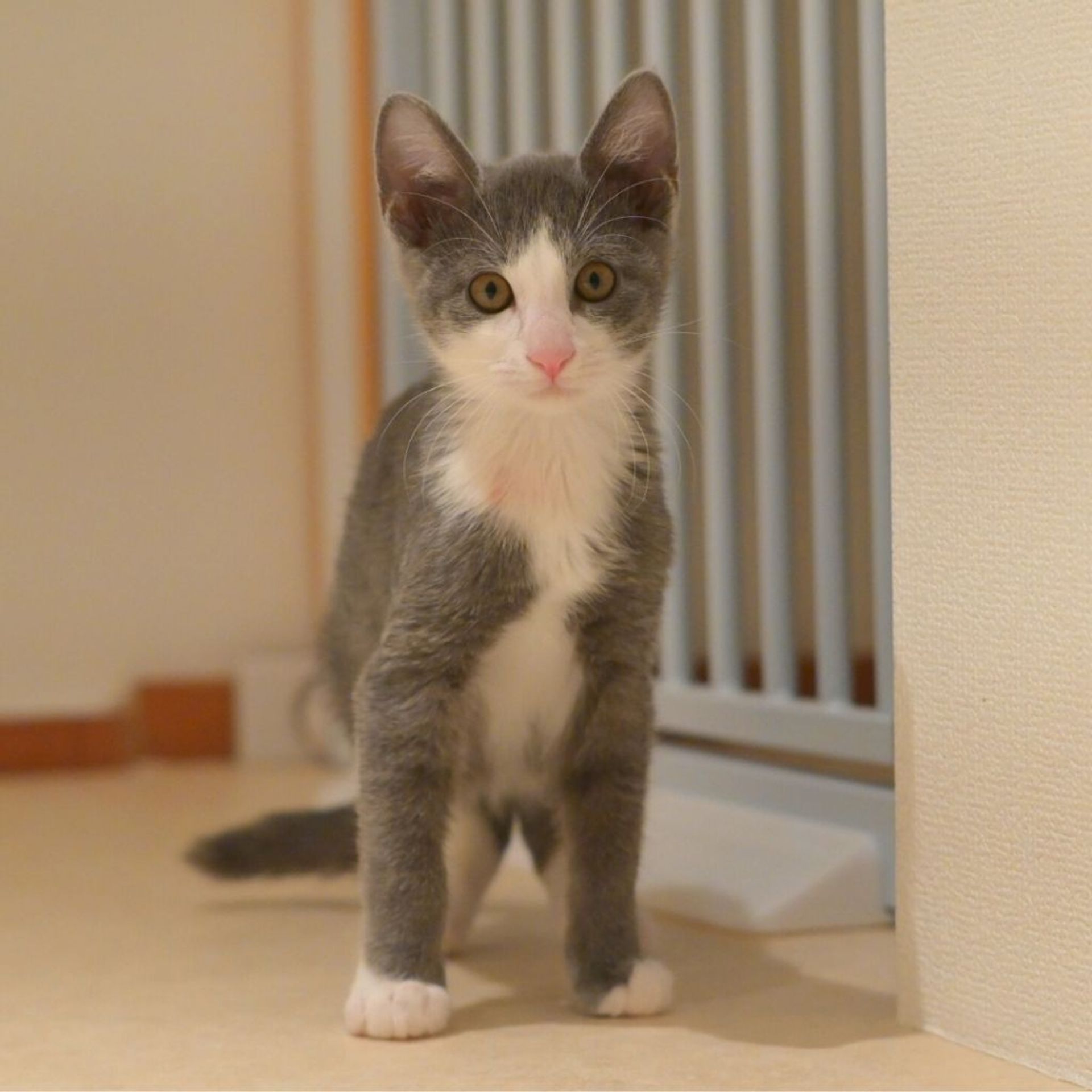 雑種（ミックス猫）・オスの里親募集の写真