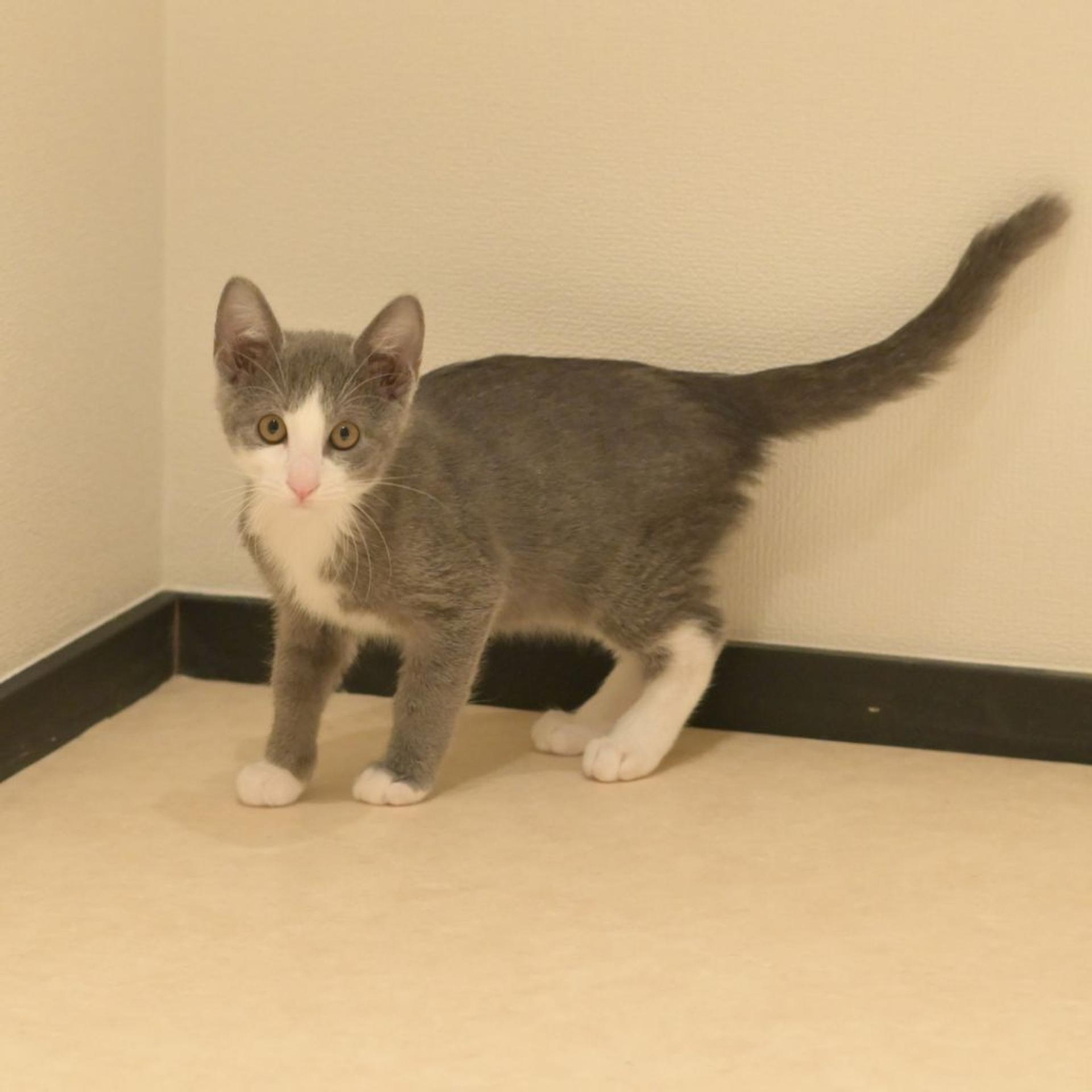 pet-image-4
