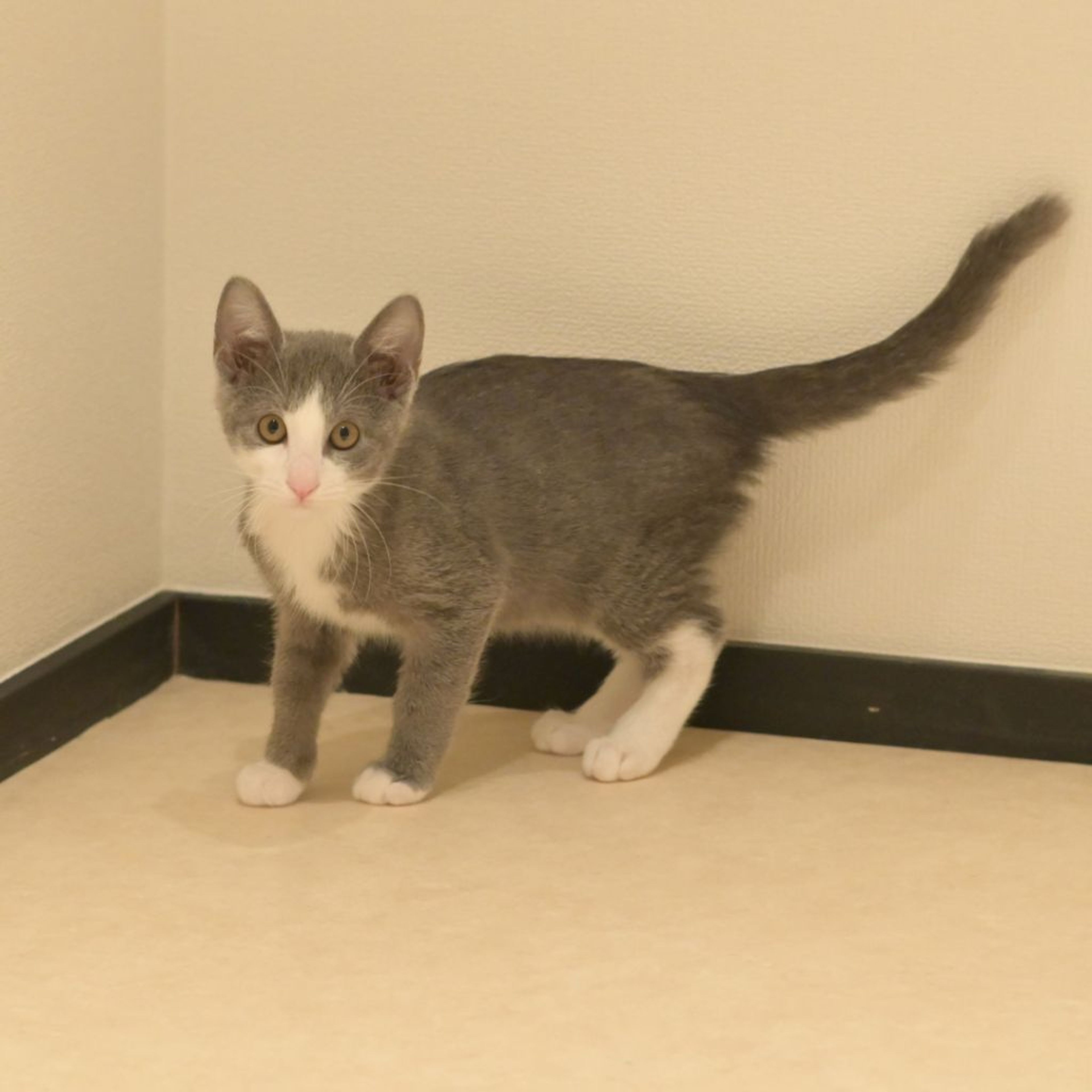 pet-image-4