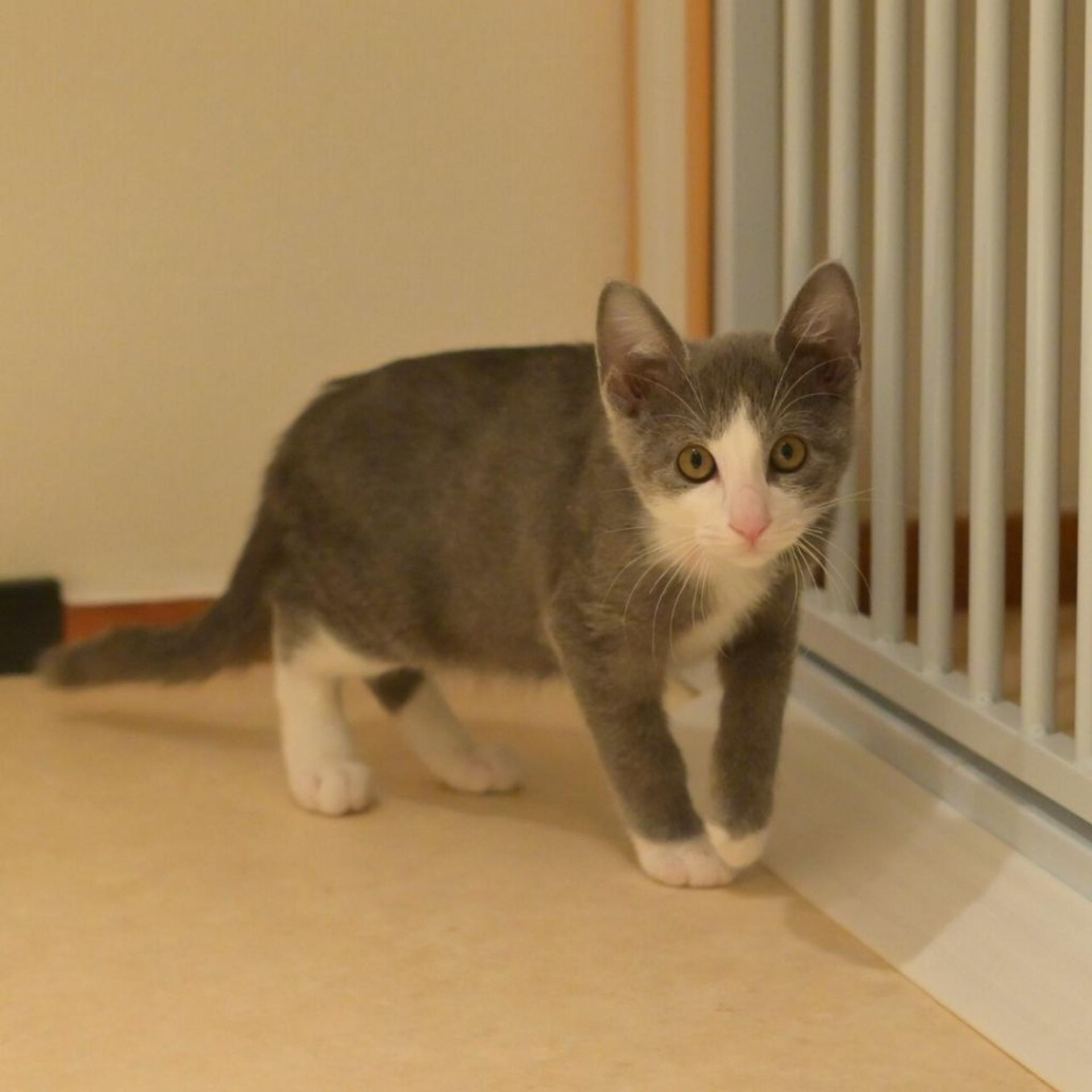 pet-image-5