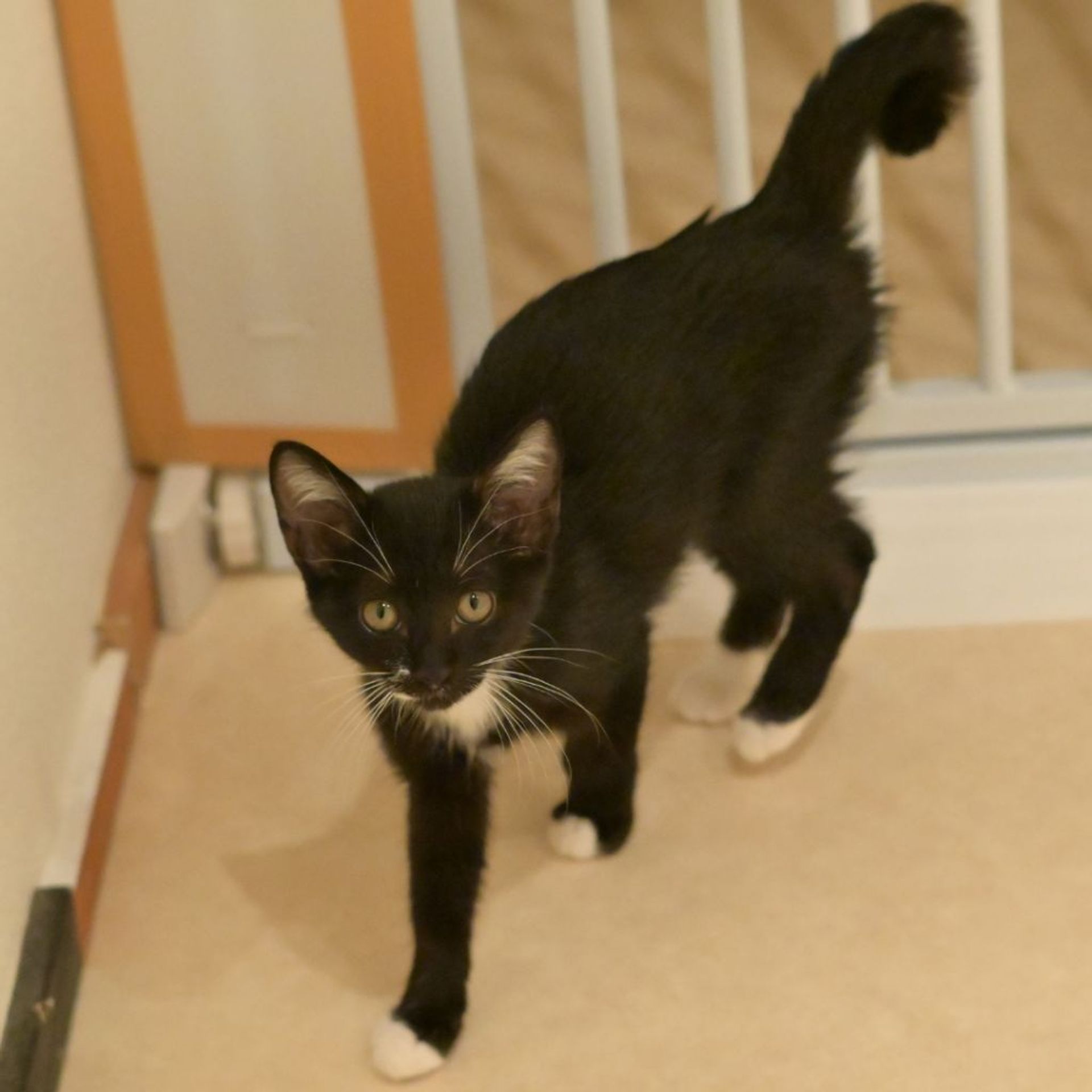 雑種（ミックス猫）・メスの里親募集の写真