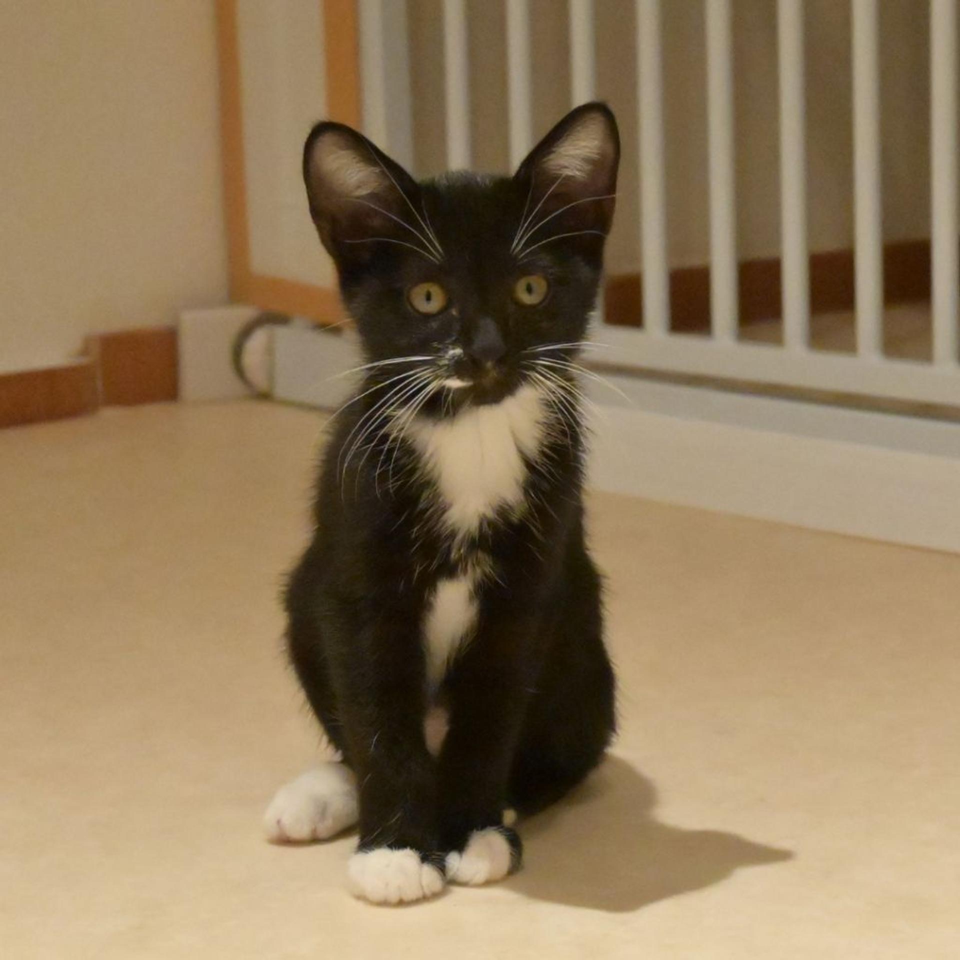 pet-image-2