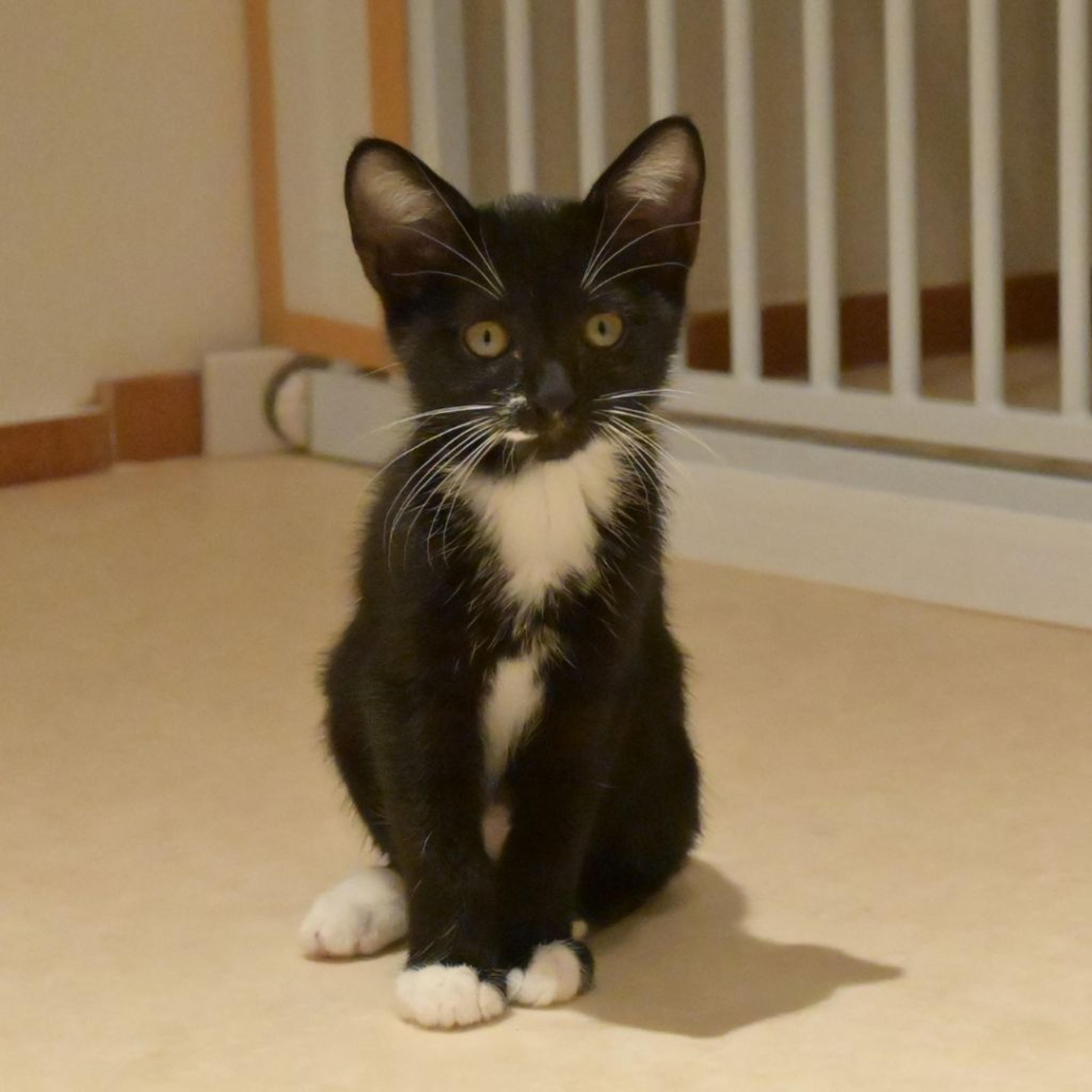 pet-image-2