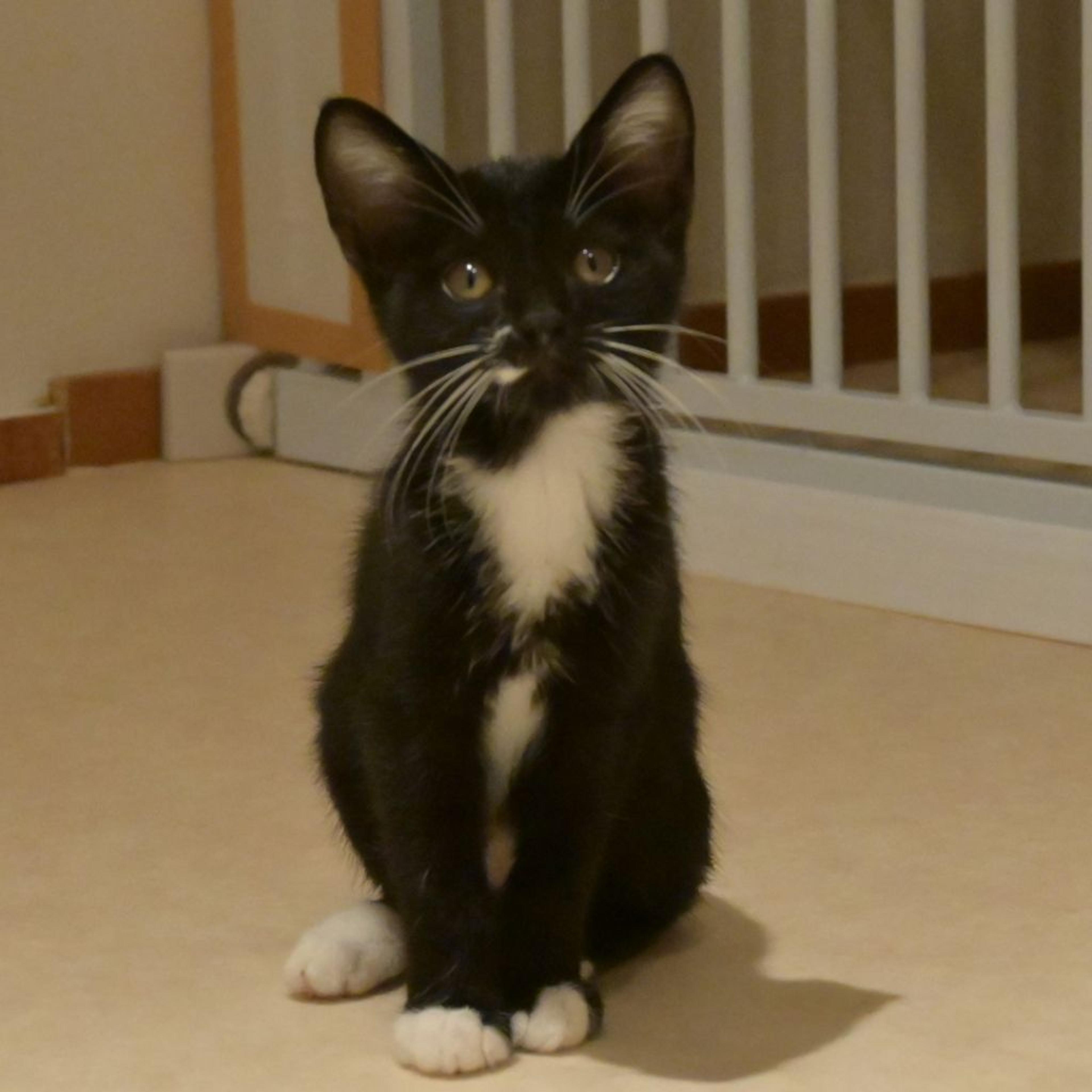 pet-image-3
