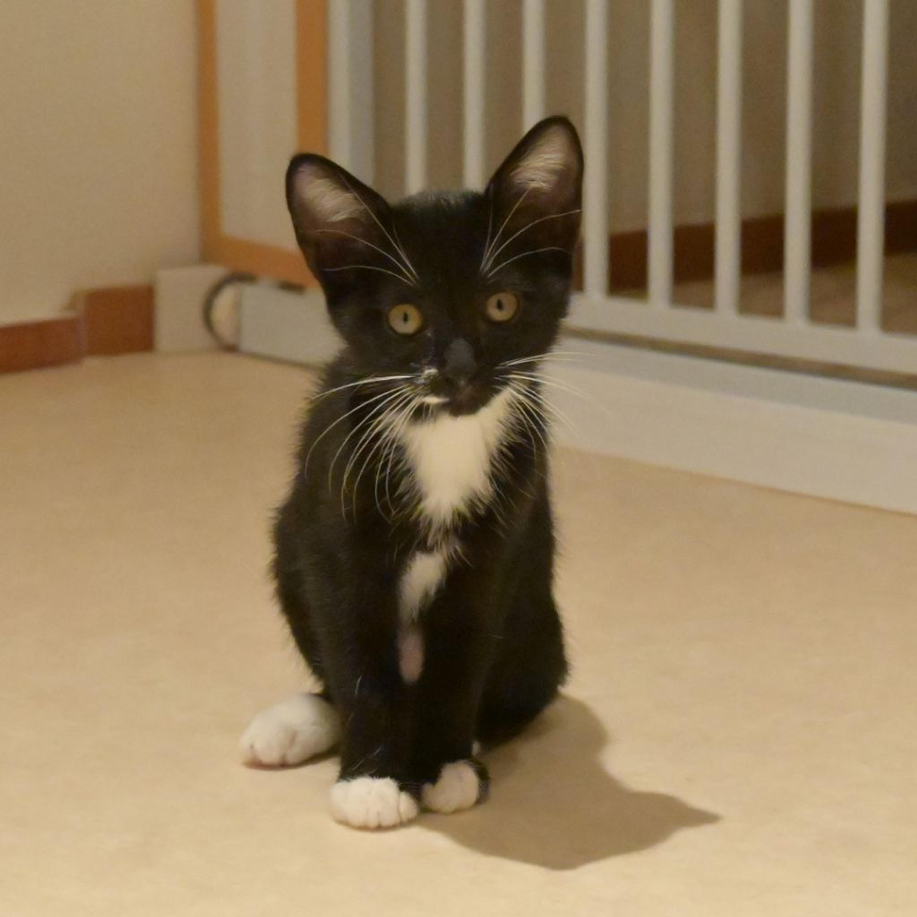 pet-image-4