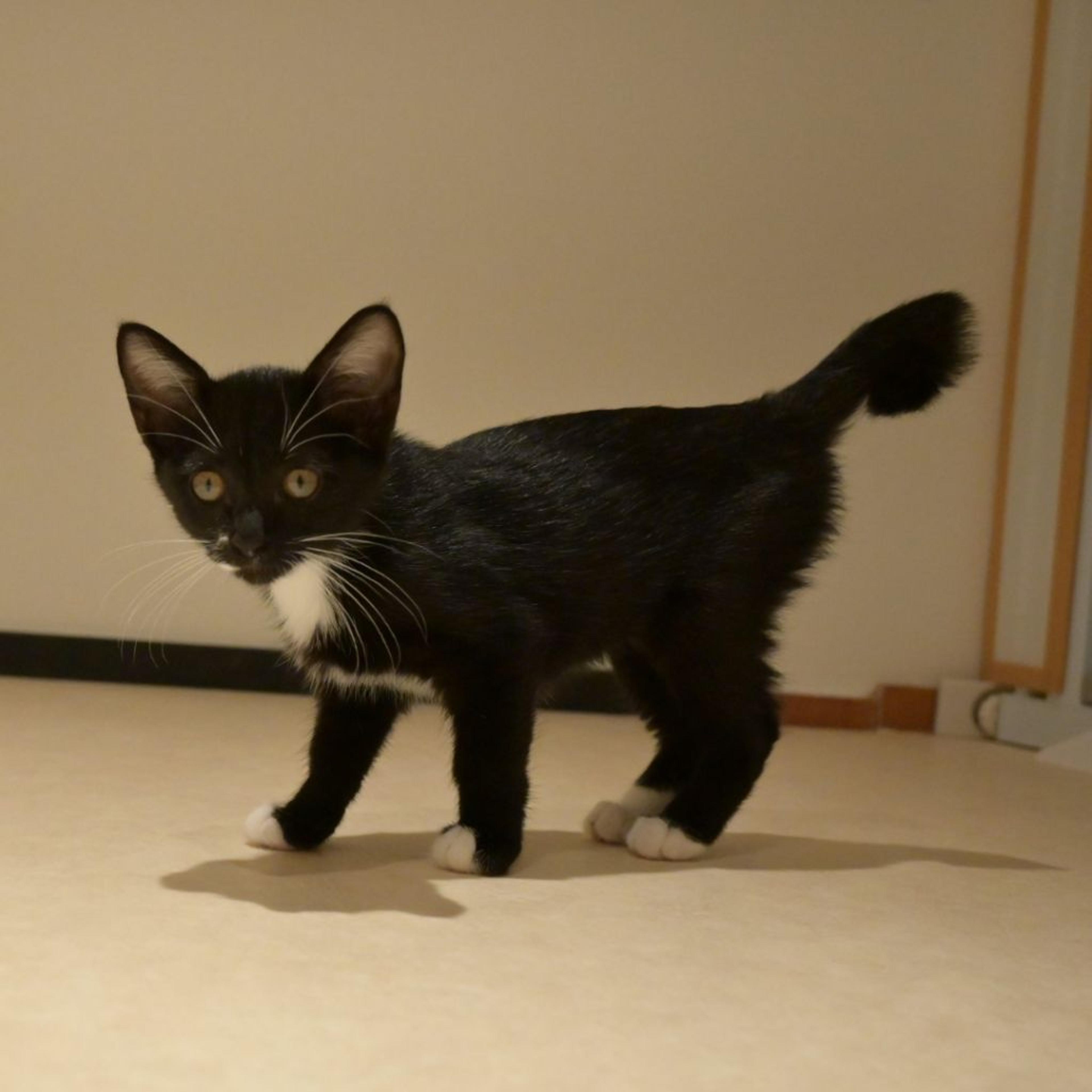 pet-image-5