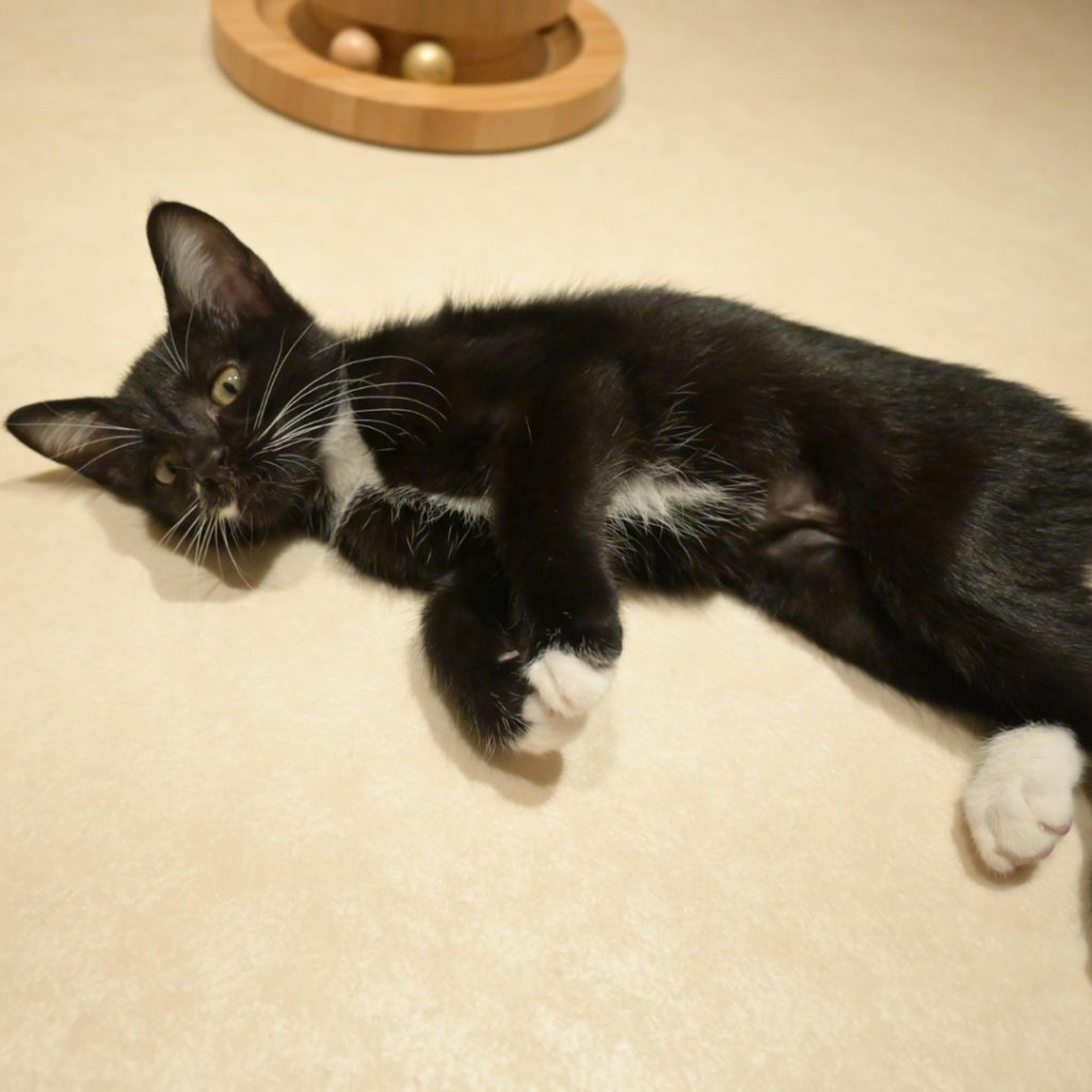 pet-image-6