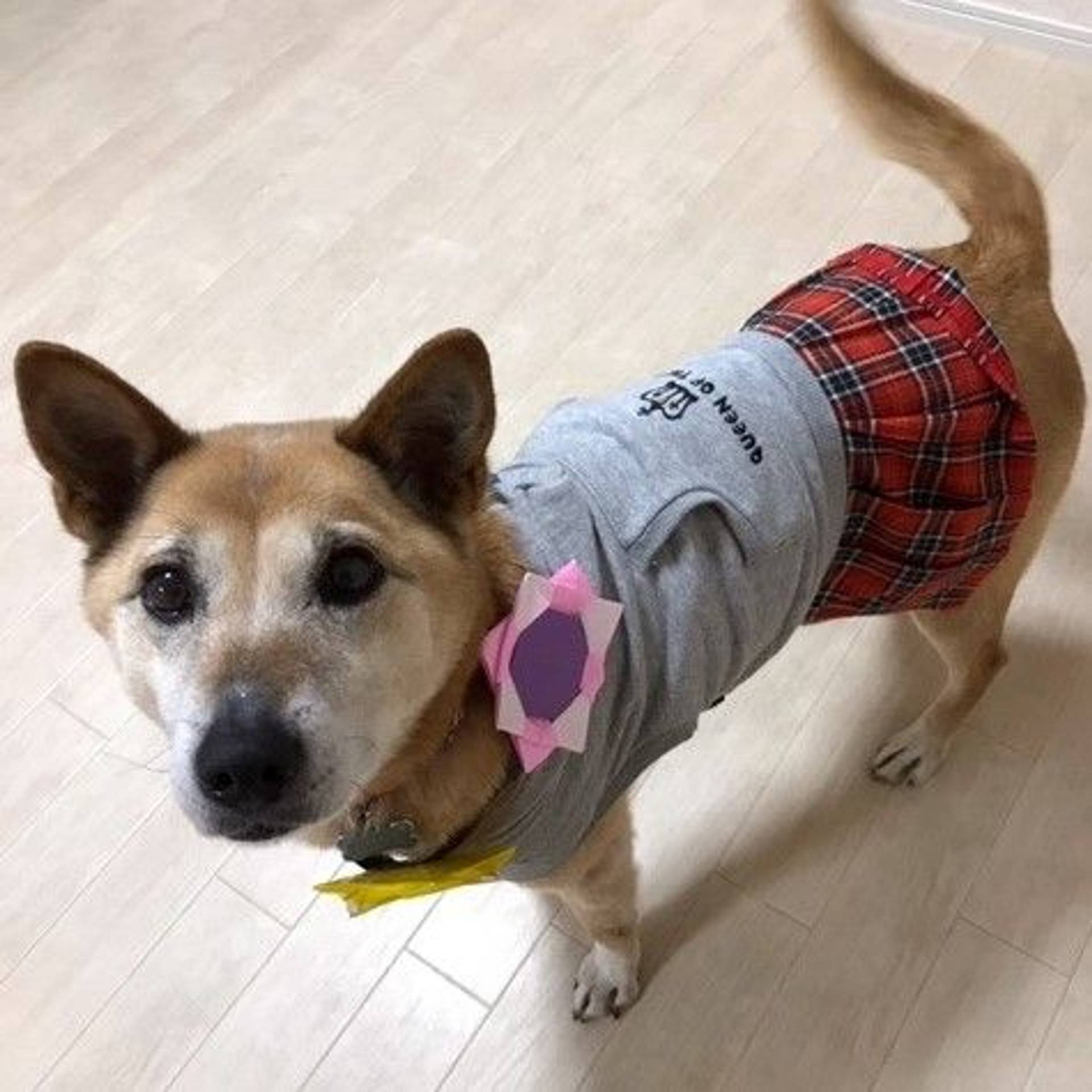 雑種（ミックス犬）・メスの里親募集の写真