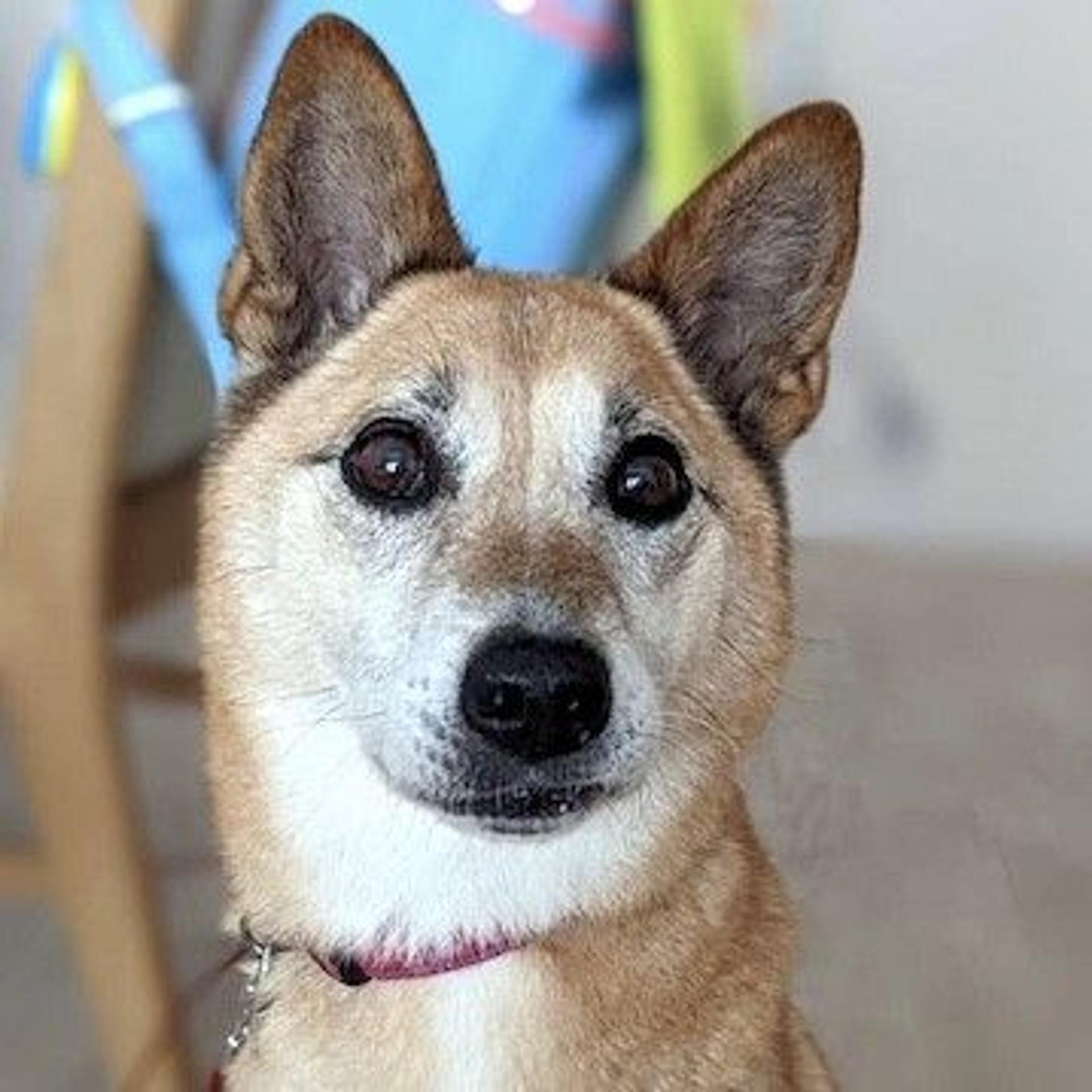 pet-image-2