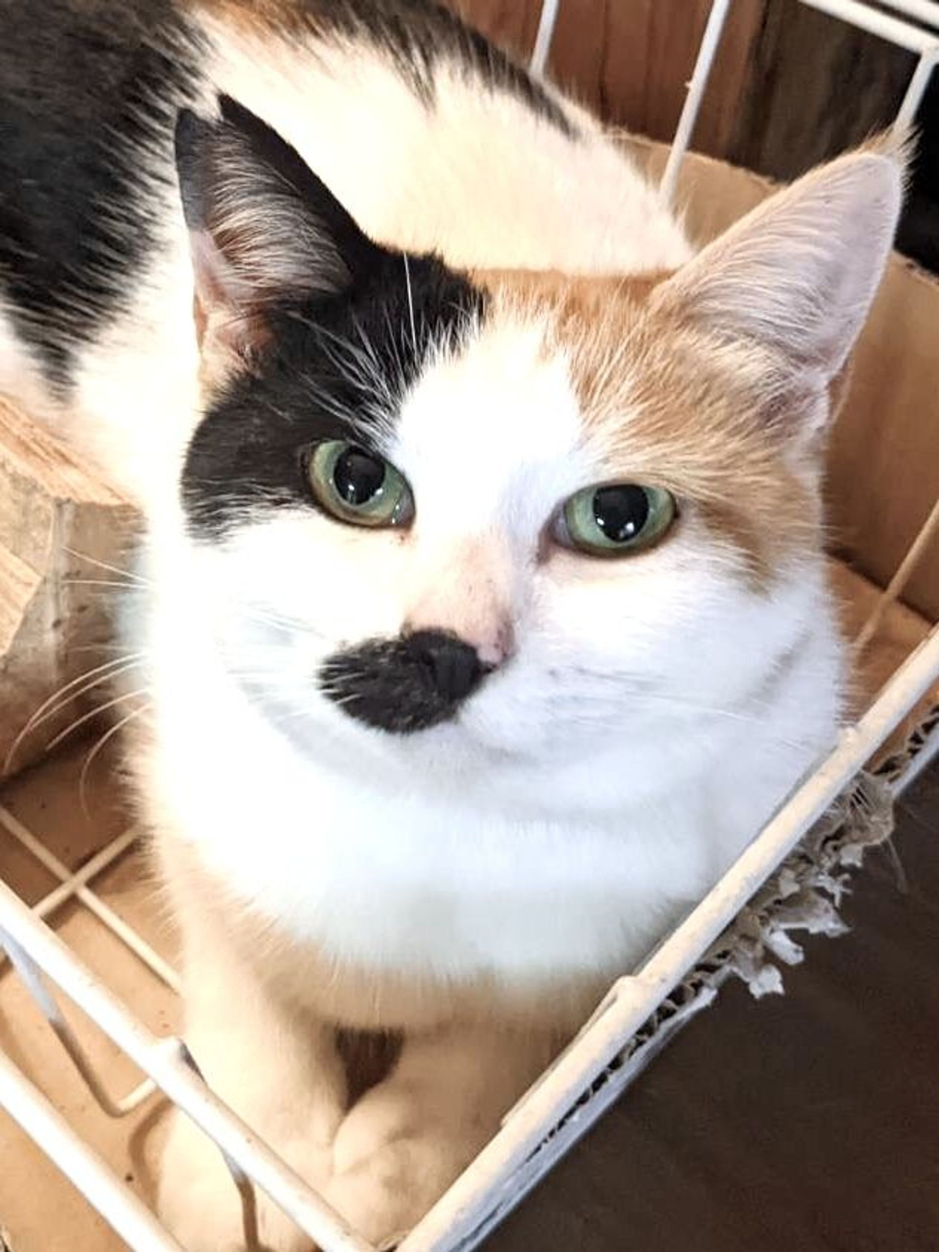 雑種（ミックス猫）・メスの里親募集の写真