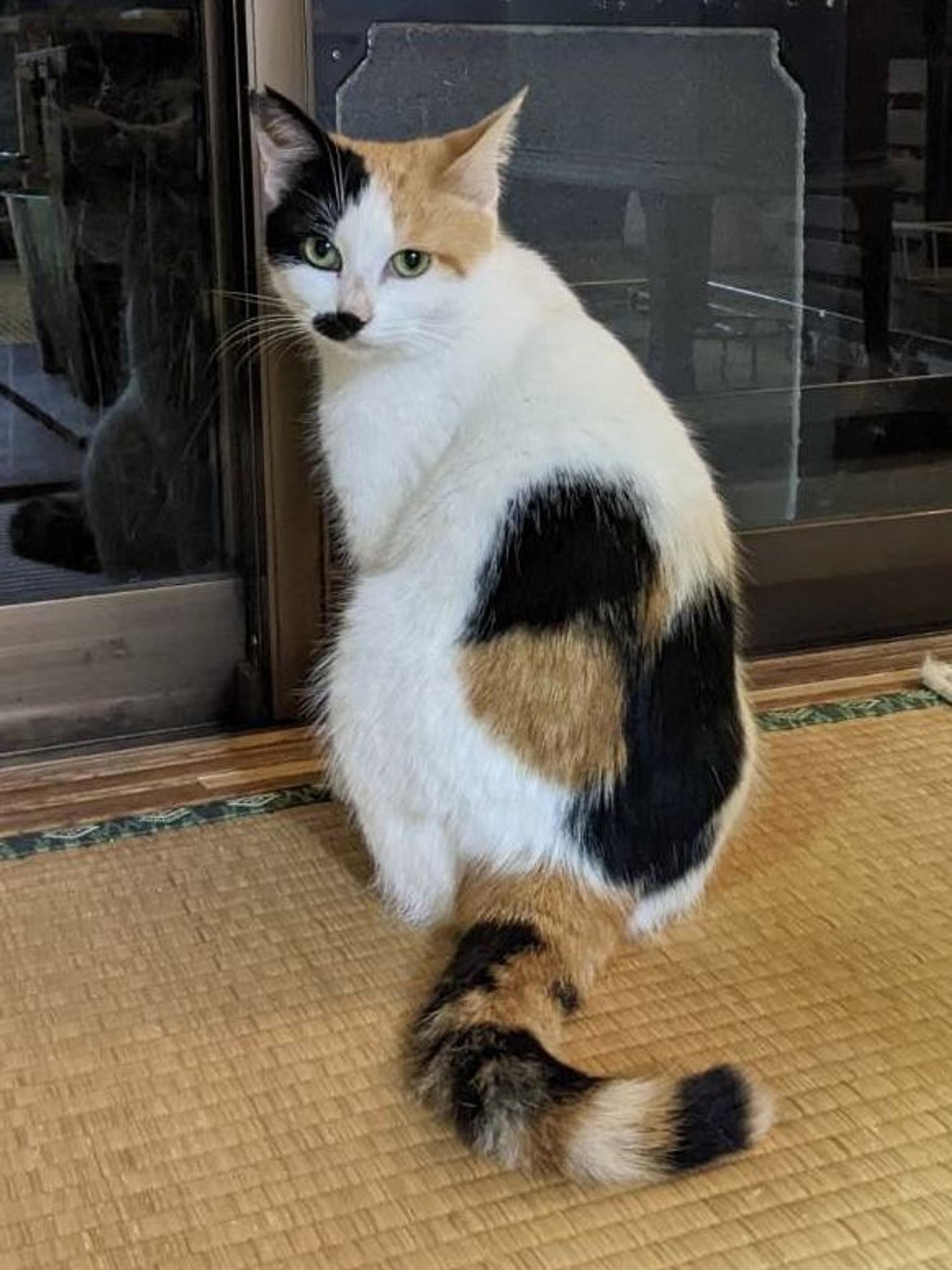 pet-image-2