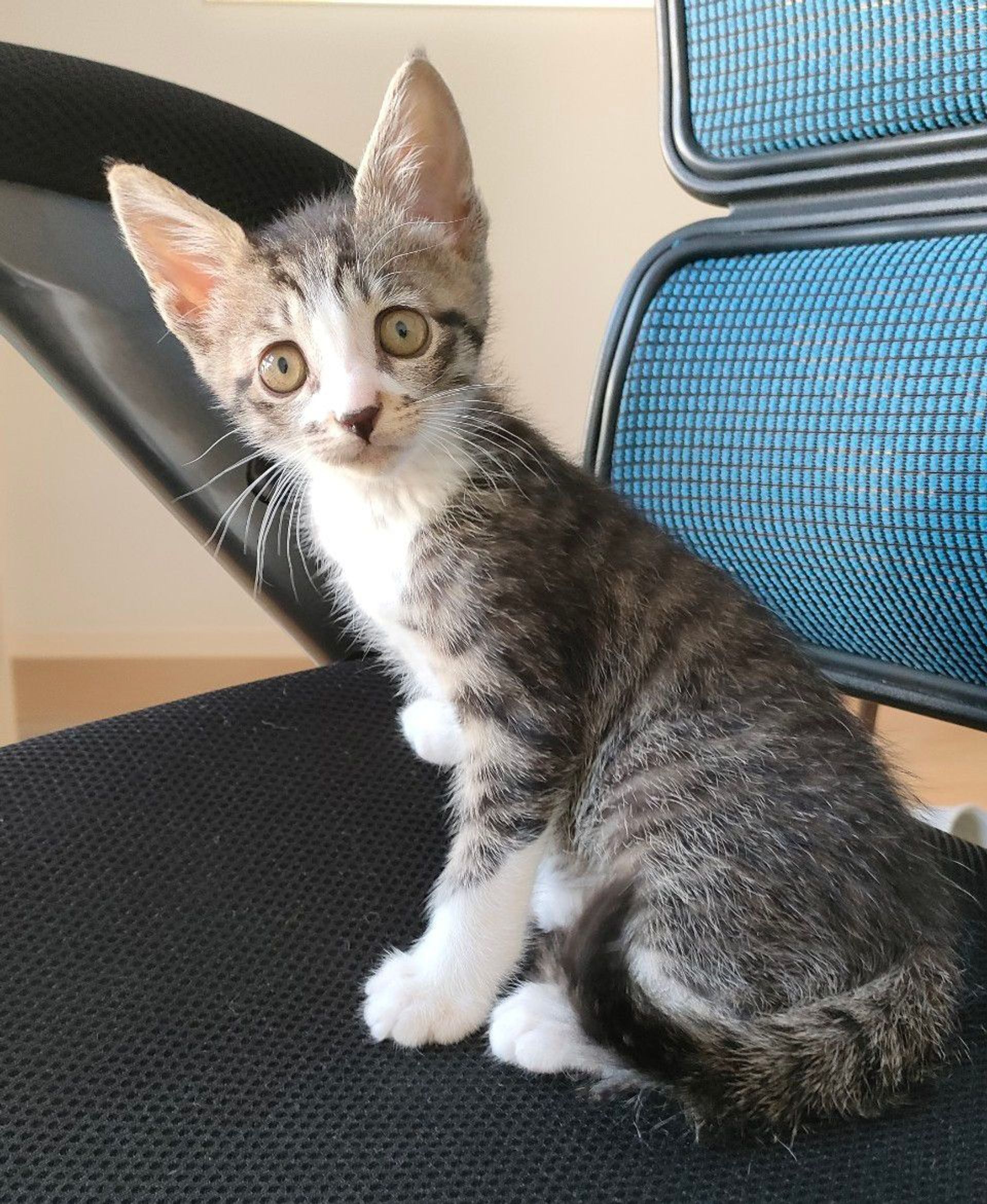 雑種（ミックス猫）・オスの里親募集の写真