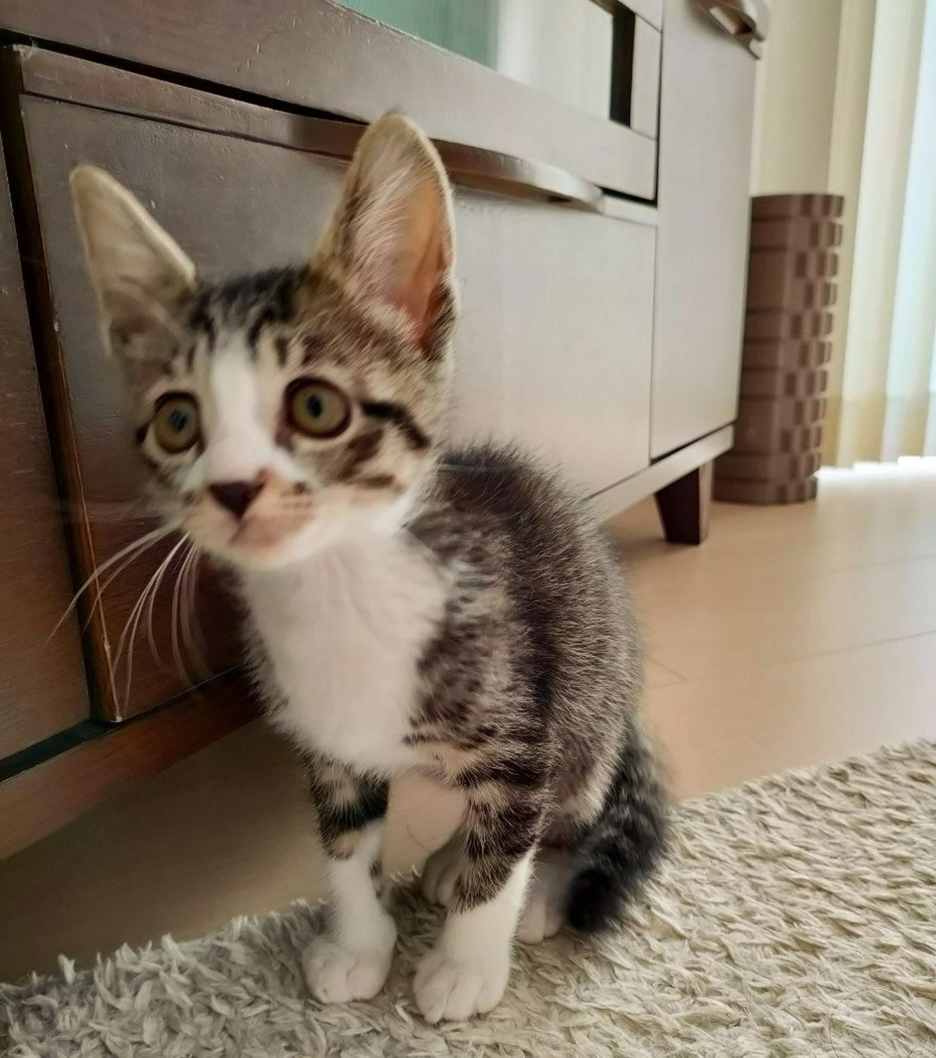 pet-image-5