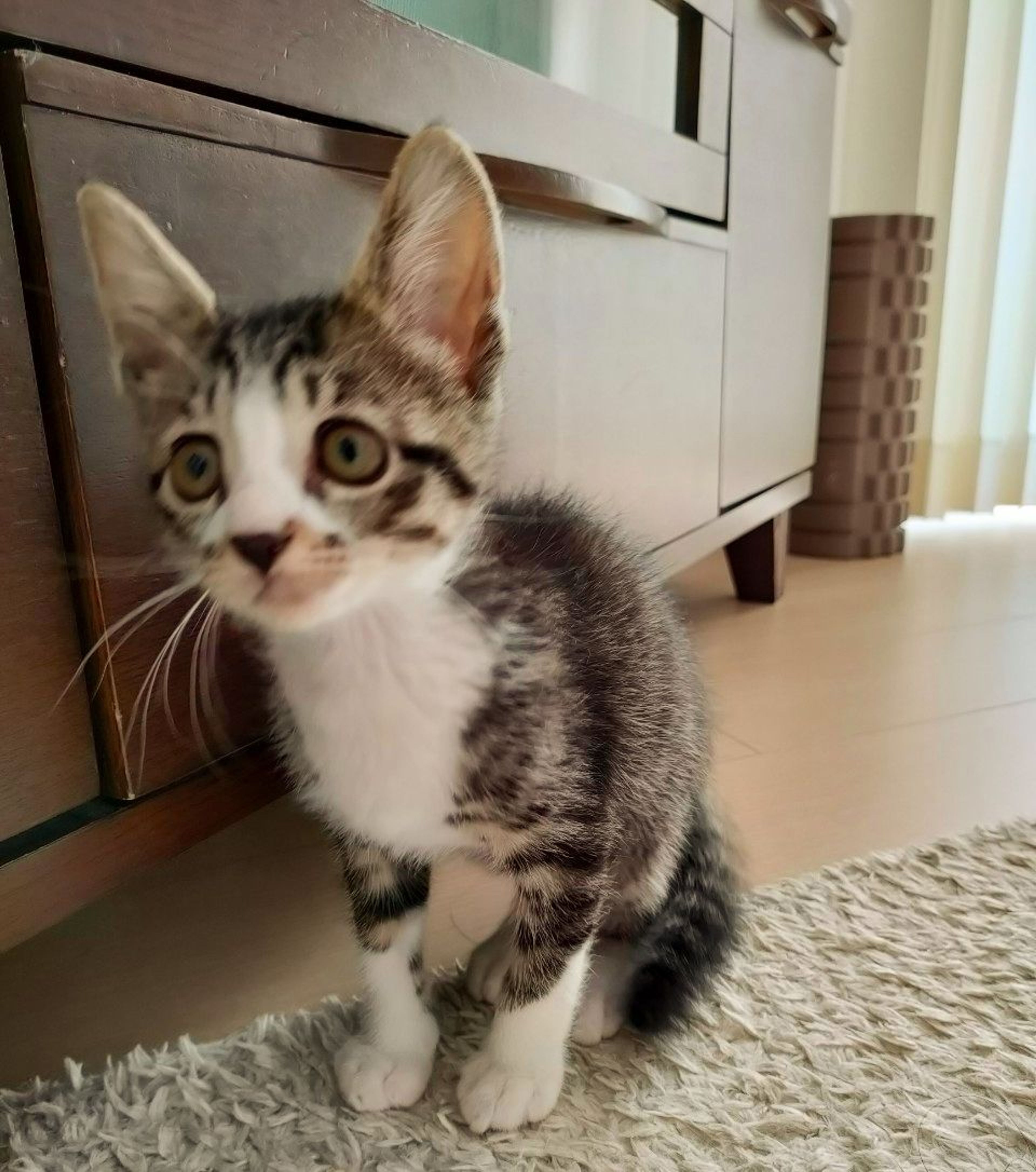 pet-image-5