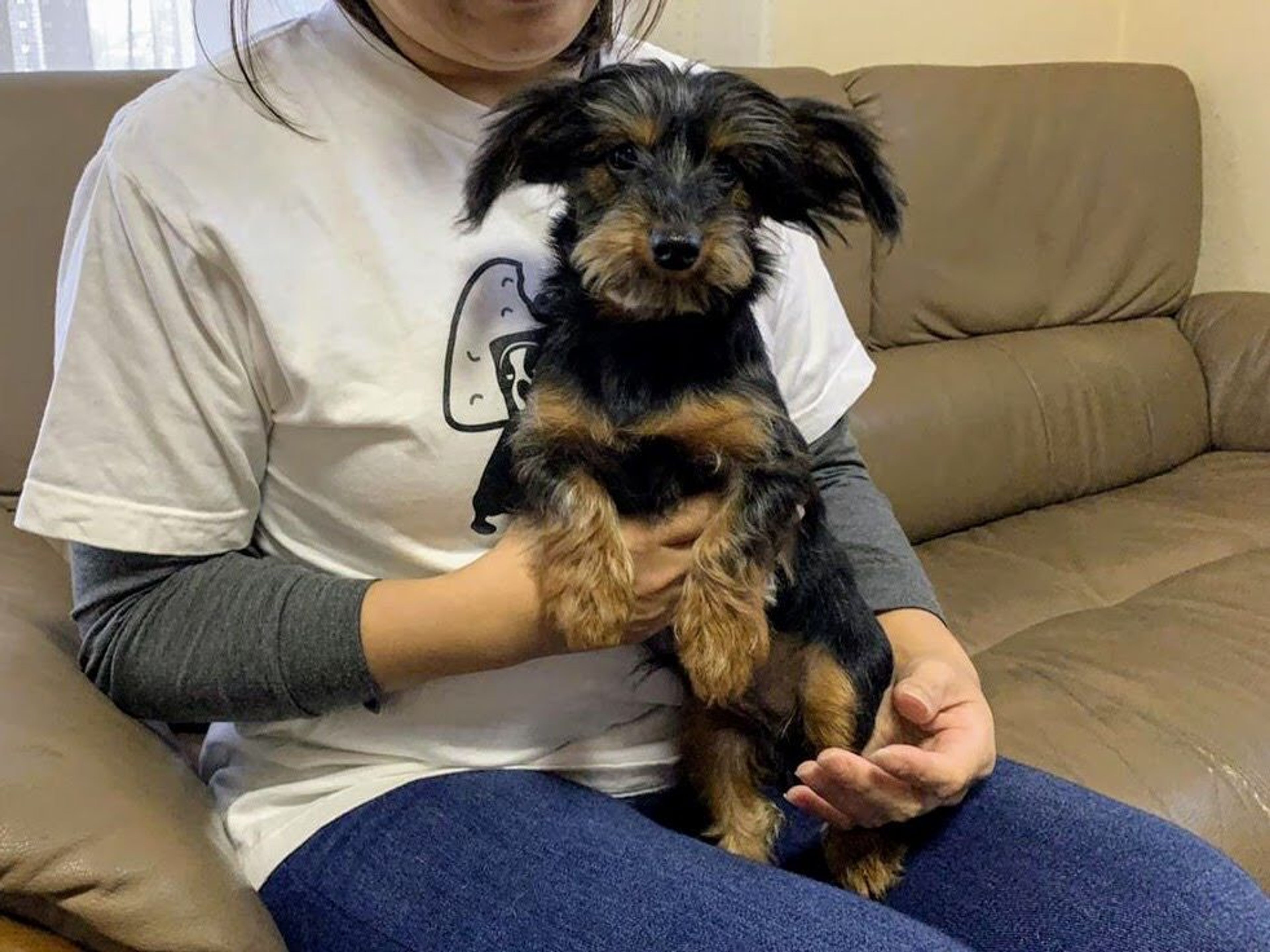雑種（ミックス犬）・オスの里親募集の写真