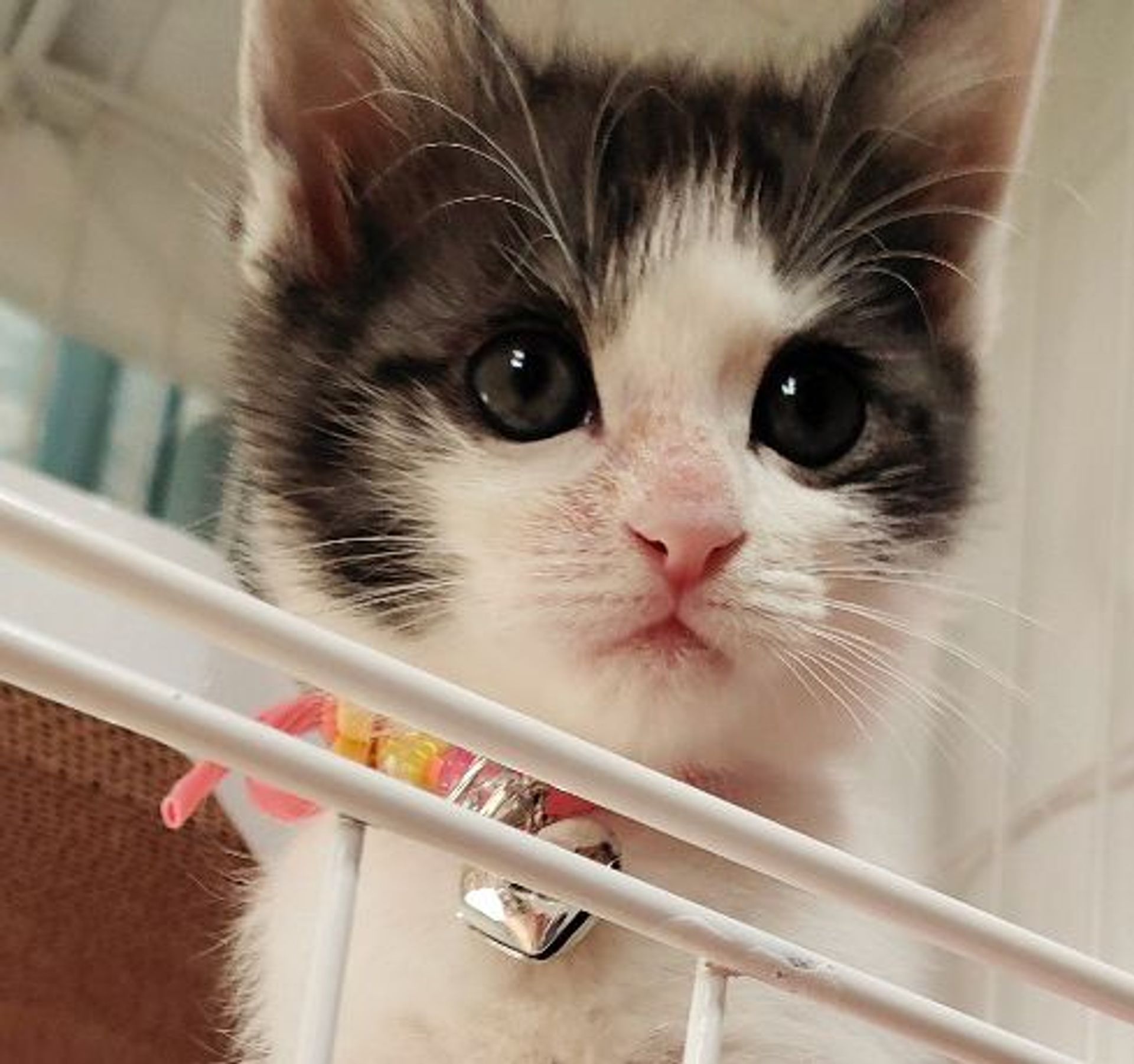 雑種（ミックス猫）・メスの里親募集の写真