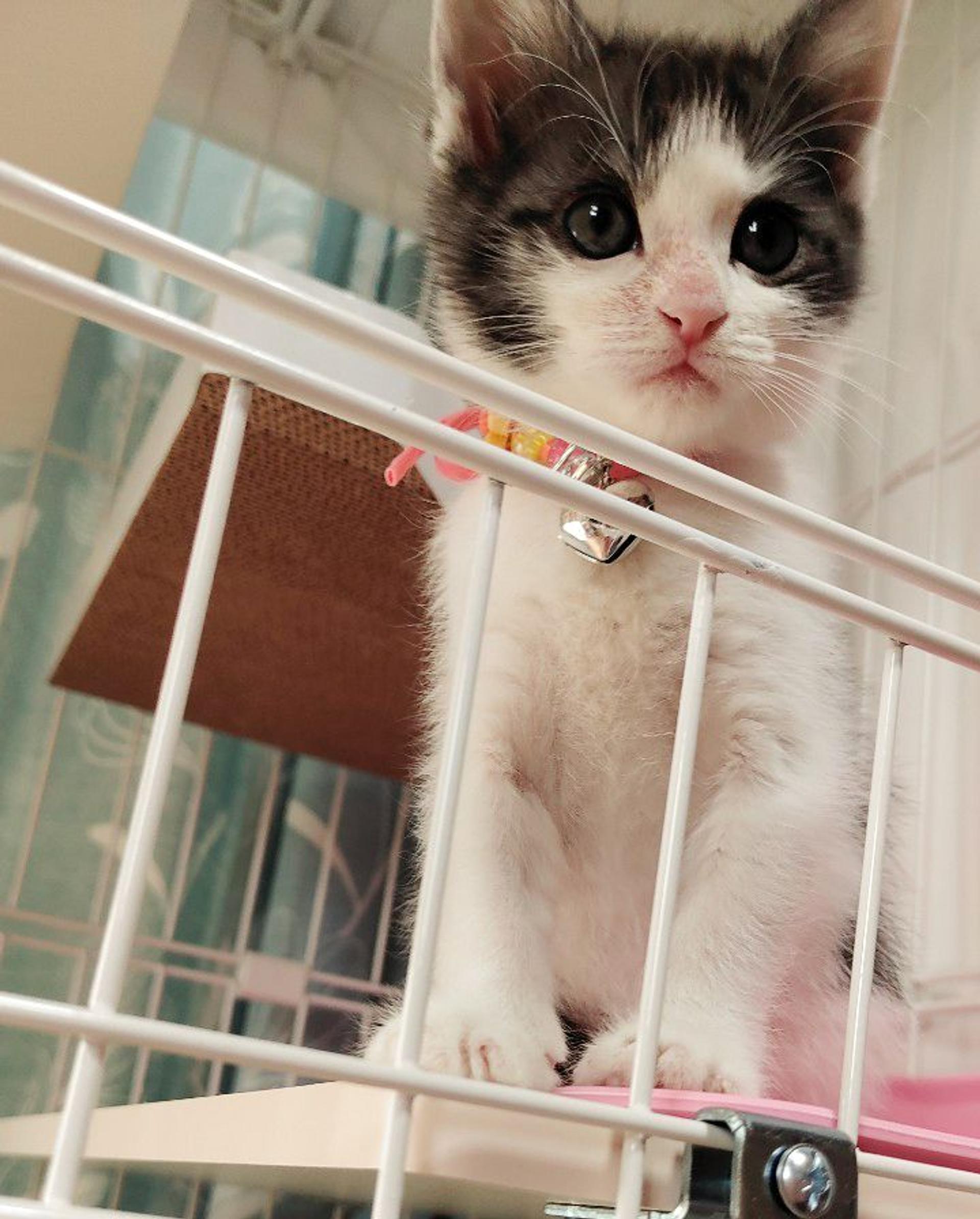 pet-image-2