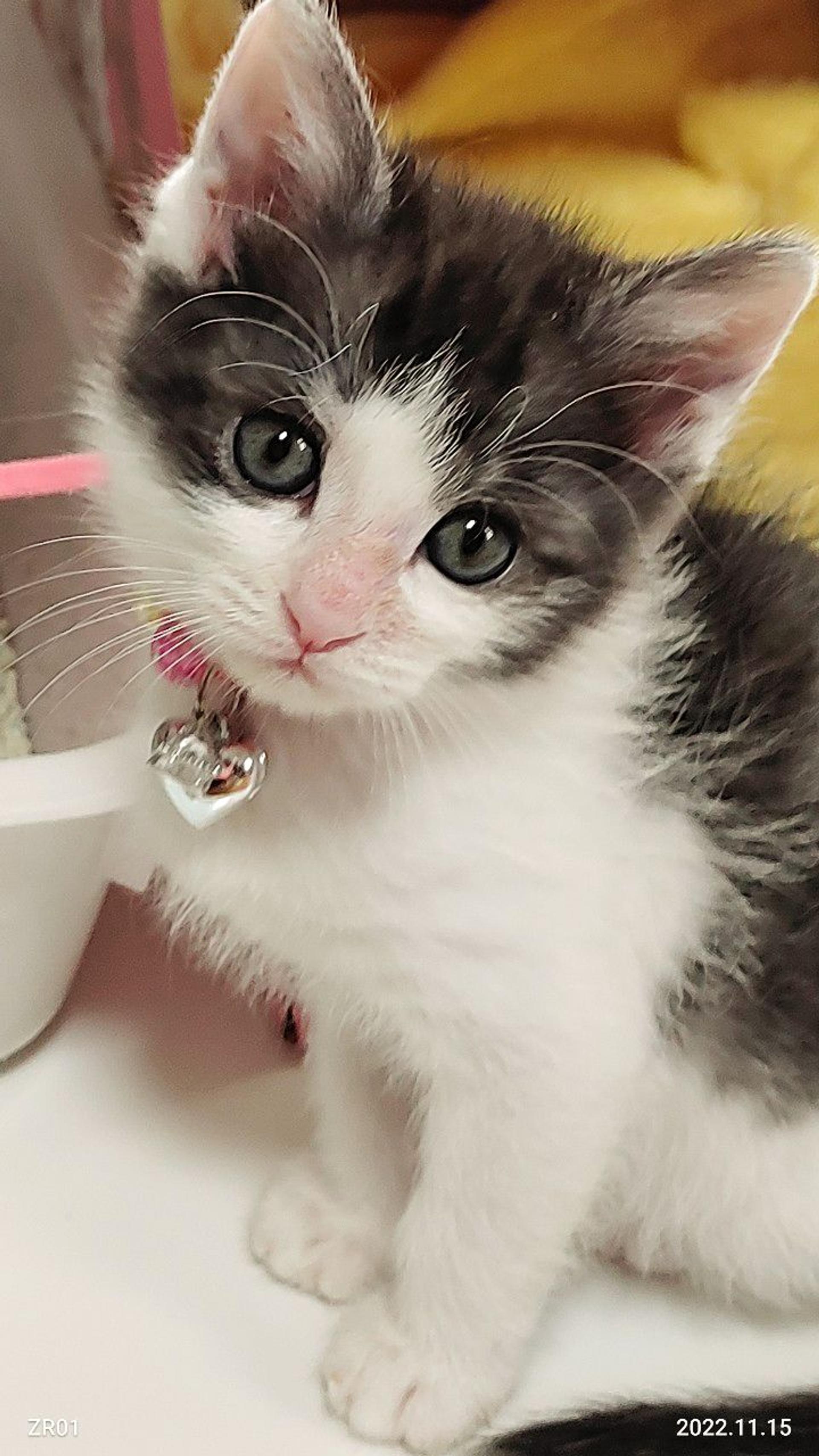 pet-image-3