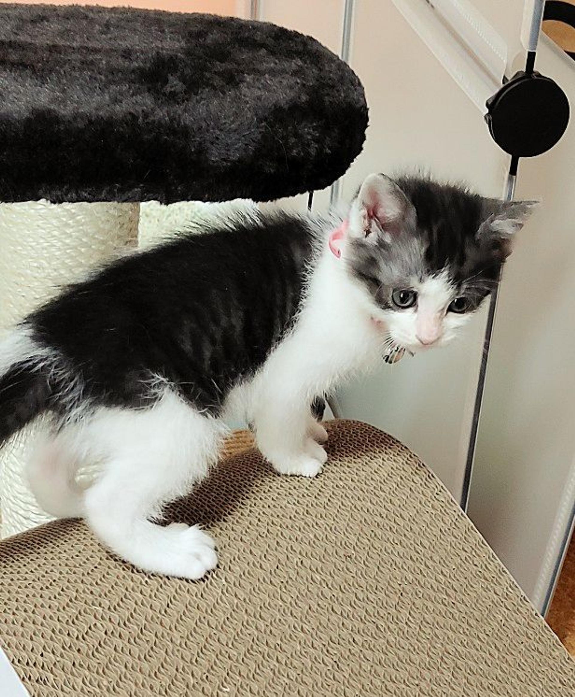 pet-image-4