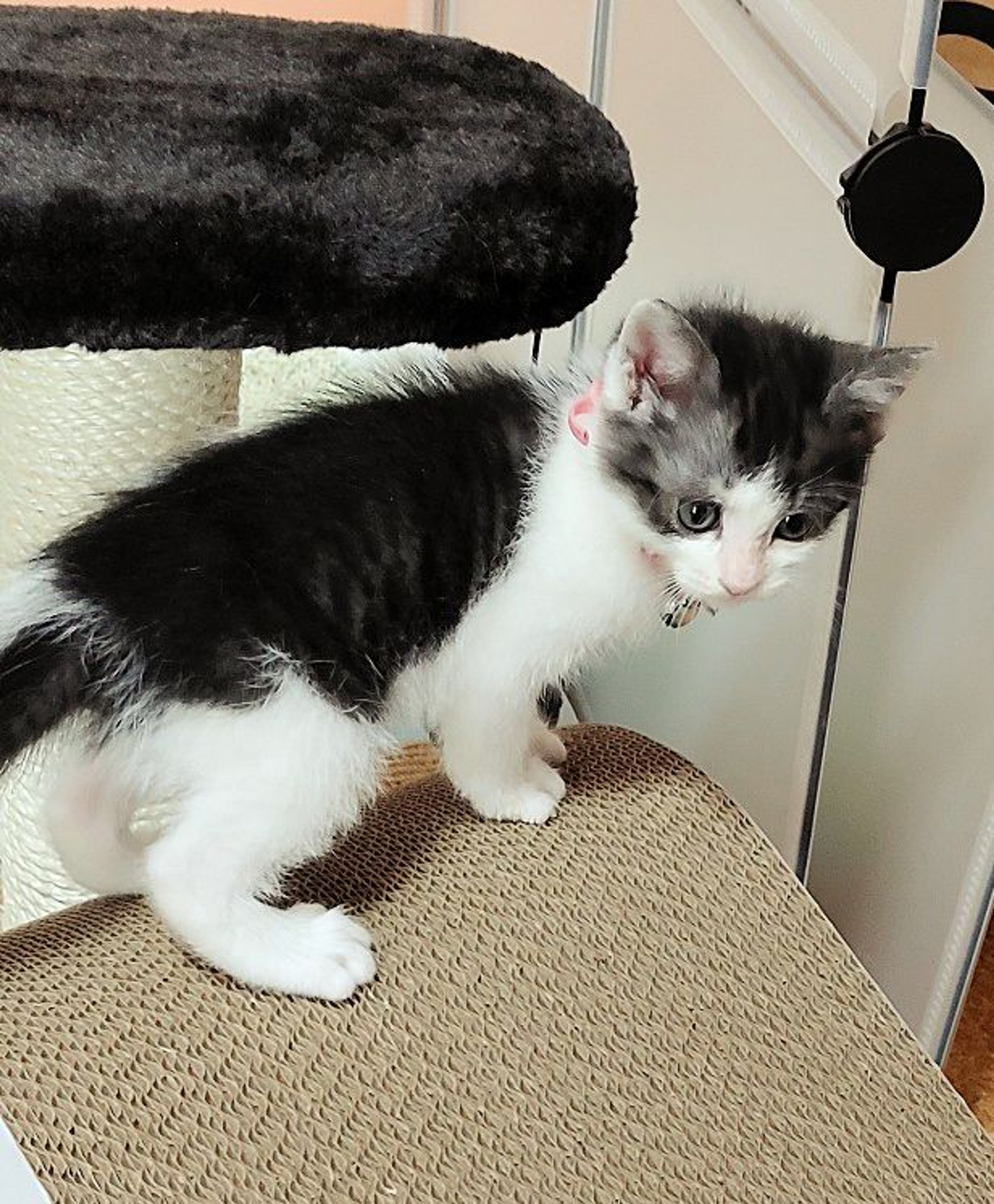 pet-image-4
