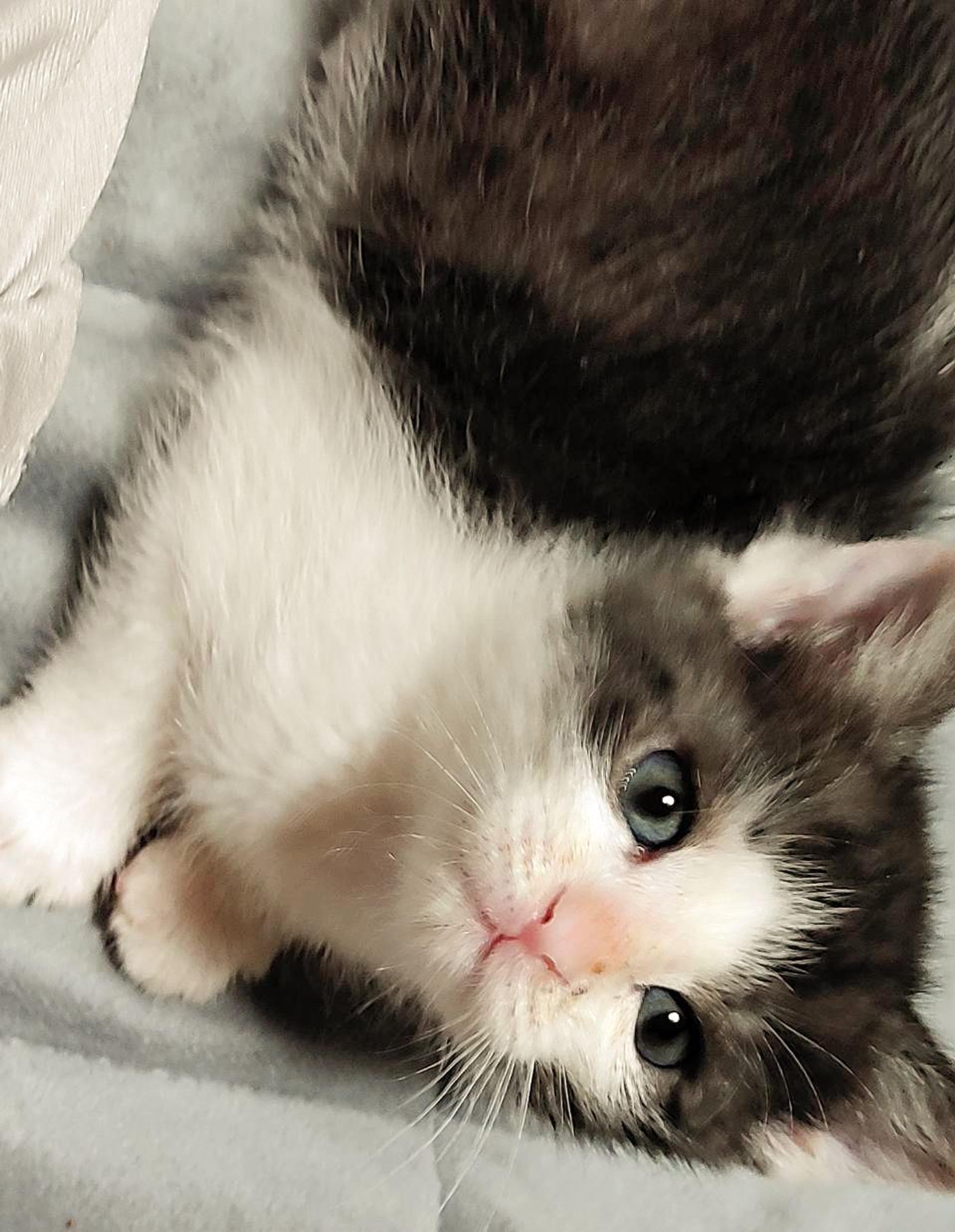 pet-image-5