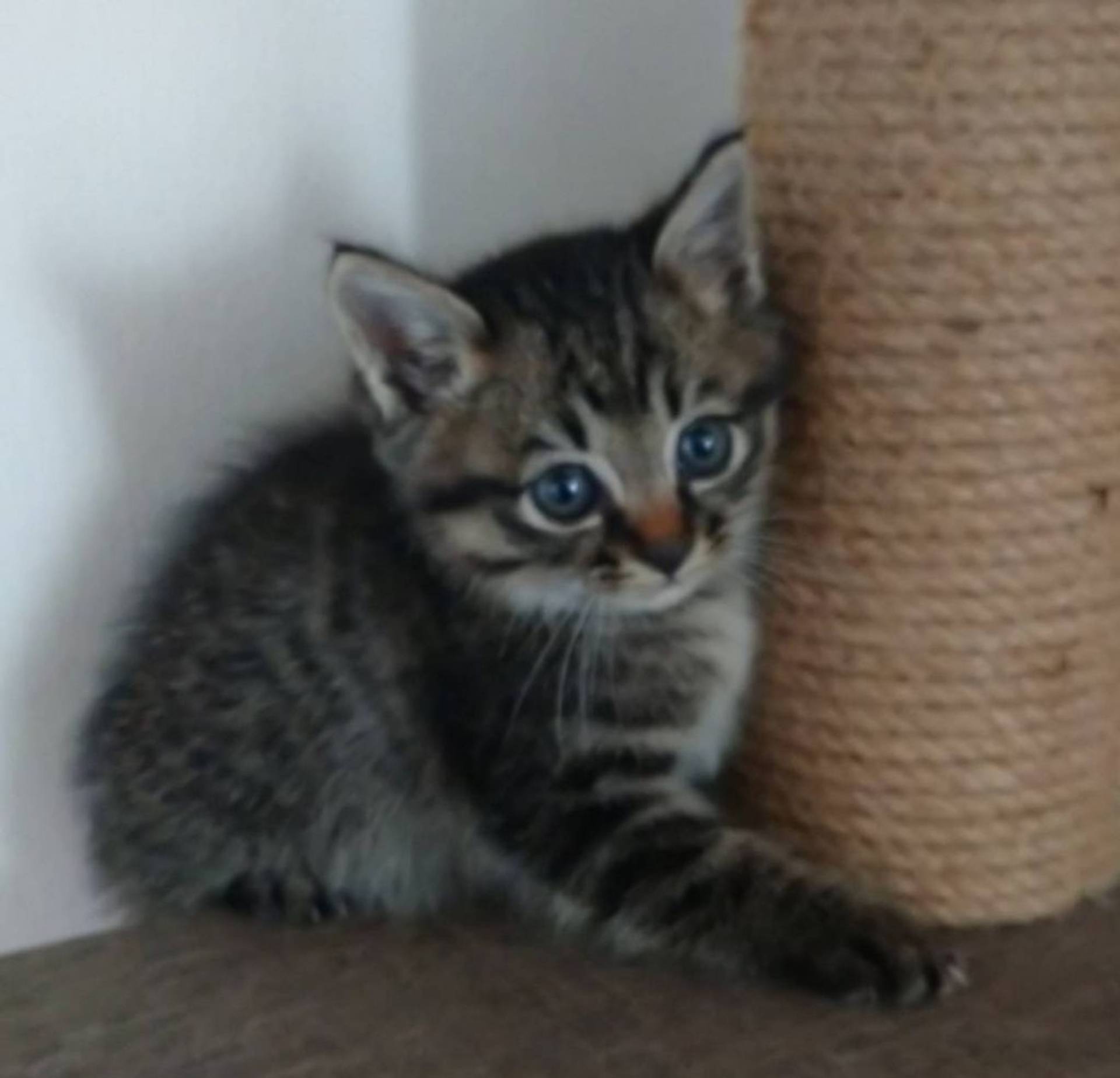 雑種（ミックス猫）・オスの里親募集の写真