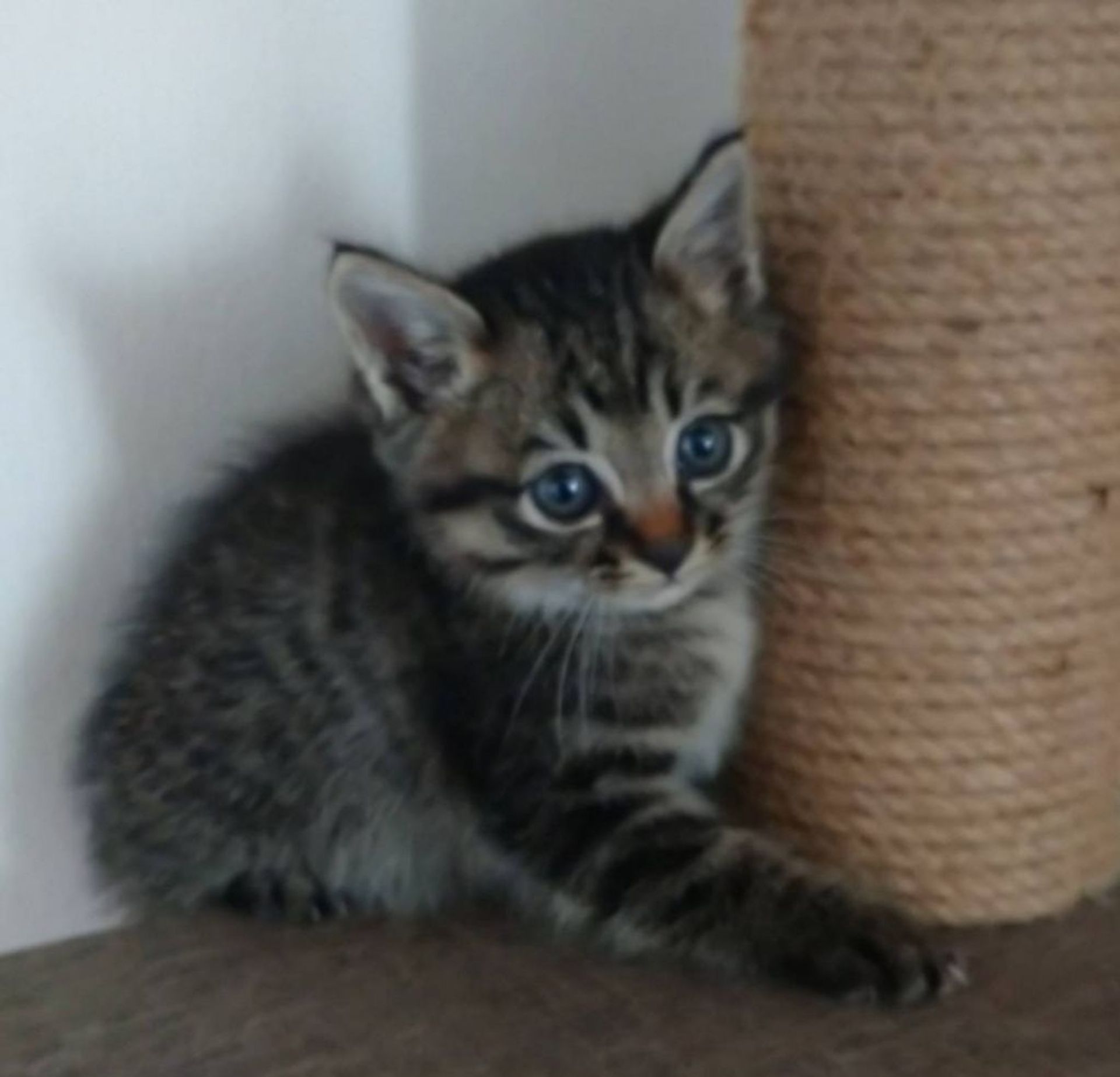 雑種（ミックス猫）・オスの里親募集の写真