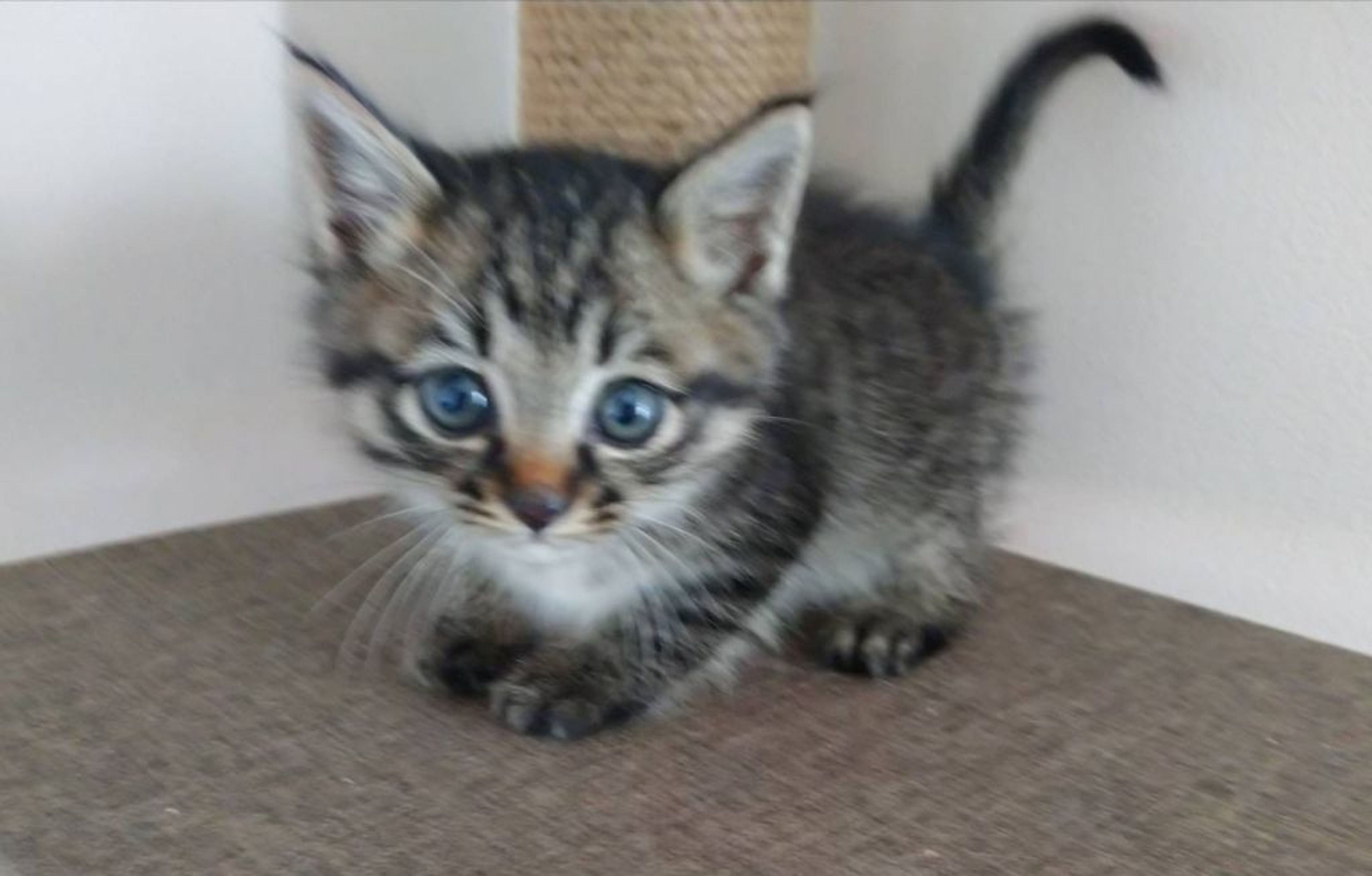 pet-image-2