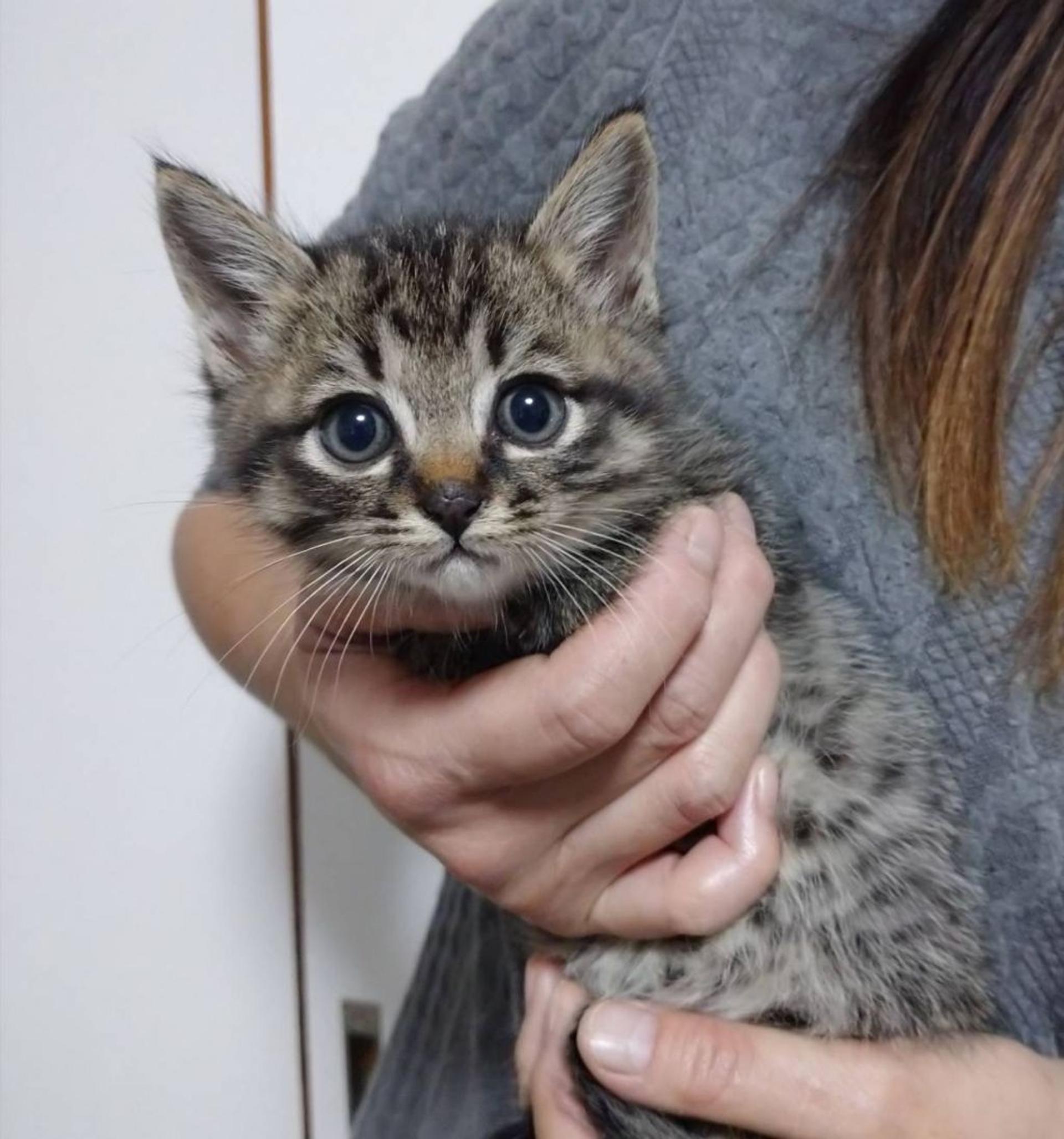 pet-image-3