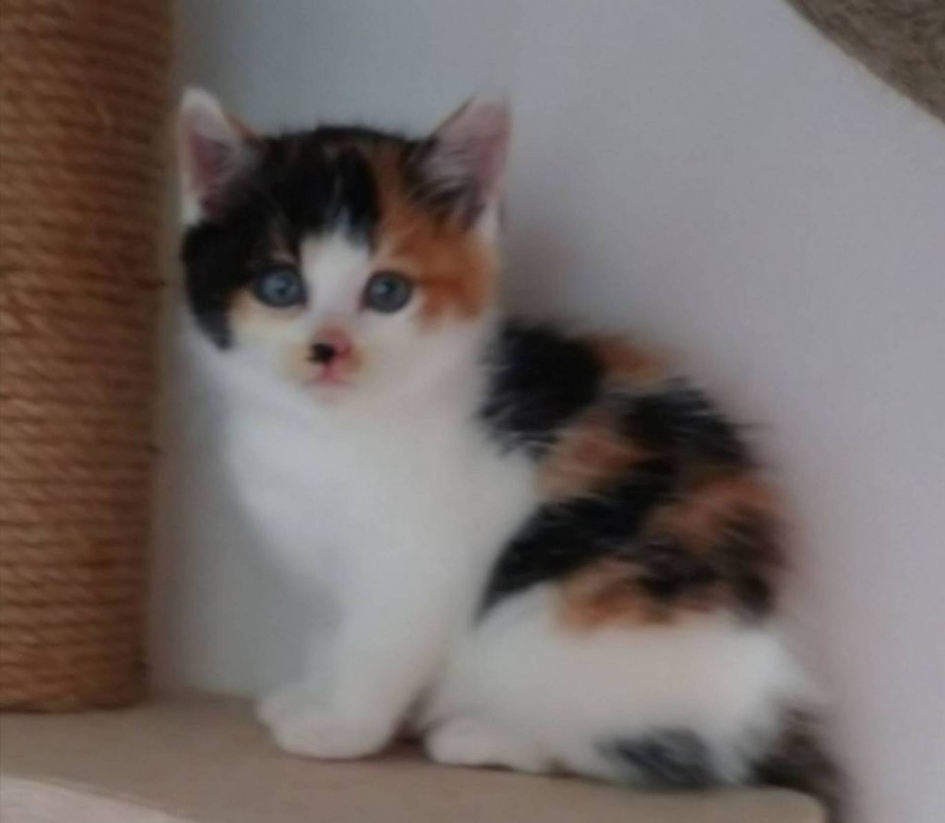 雑種（ミックス猫）・メスの里親募集の写真